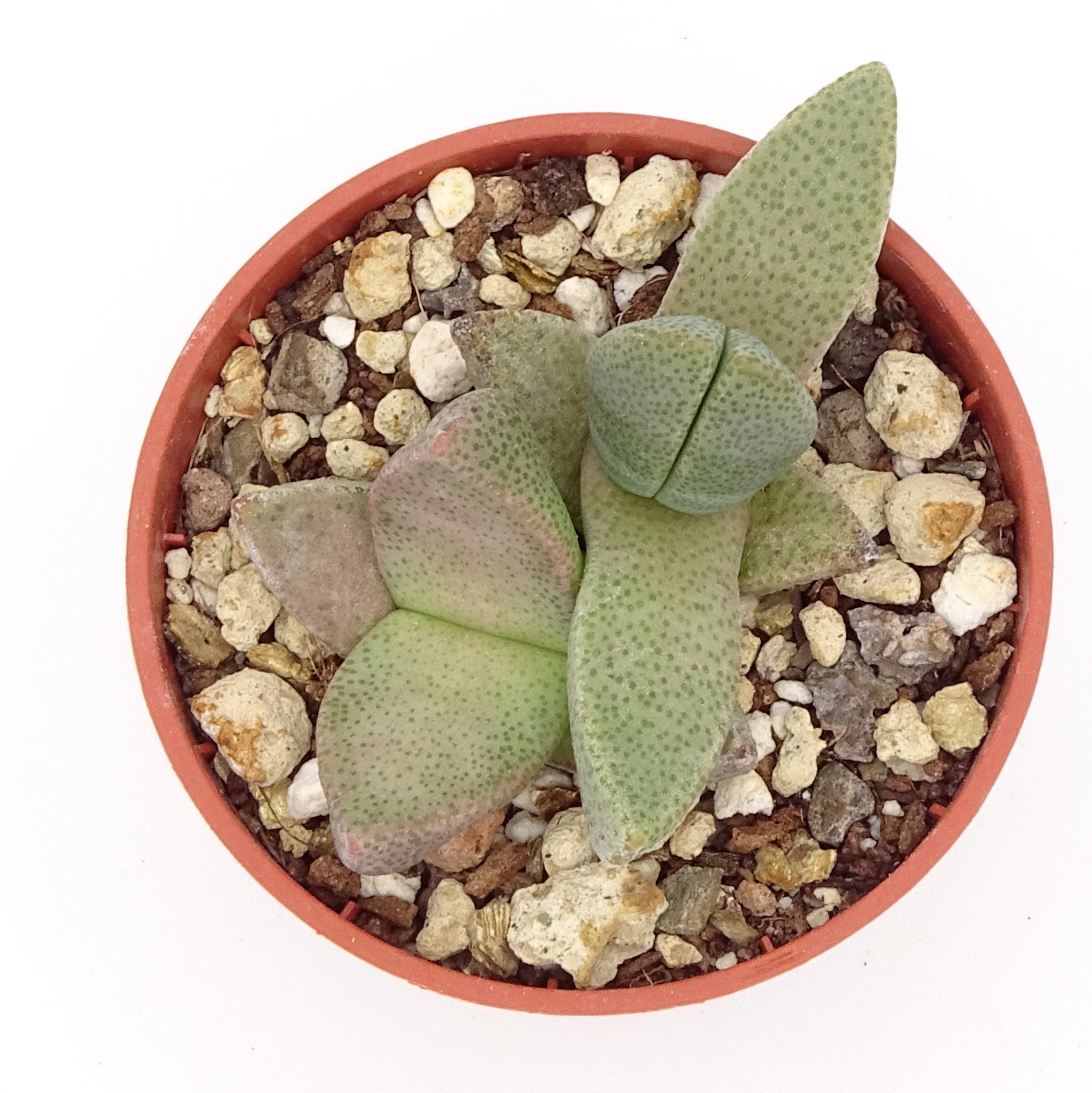 Pleiospilos simulans