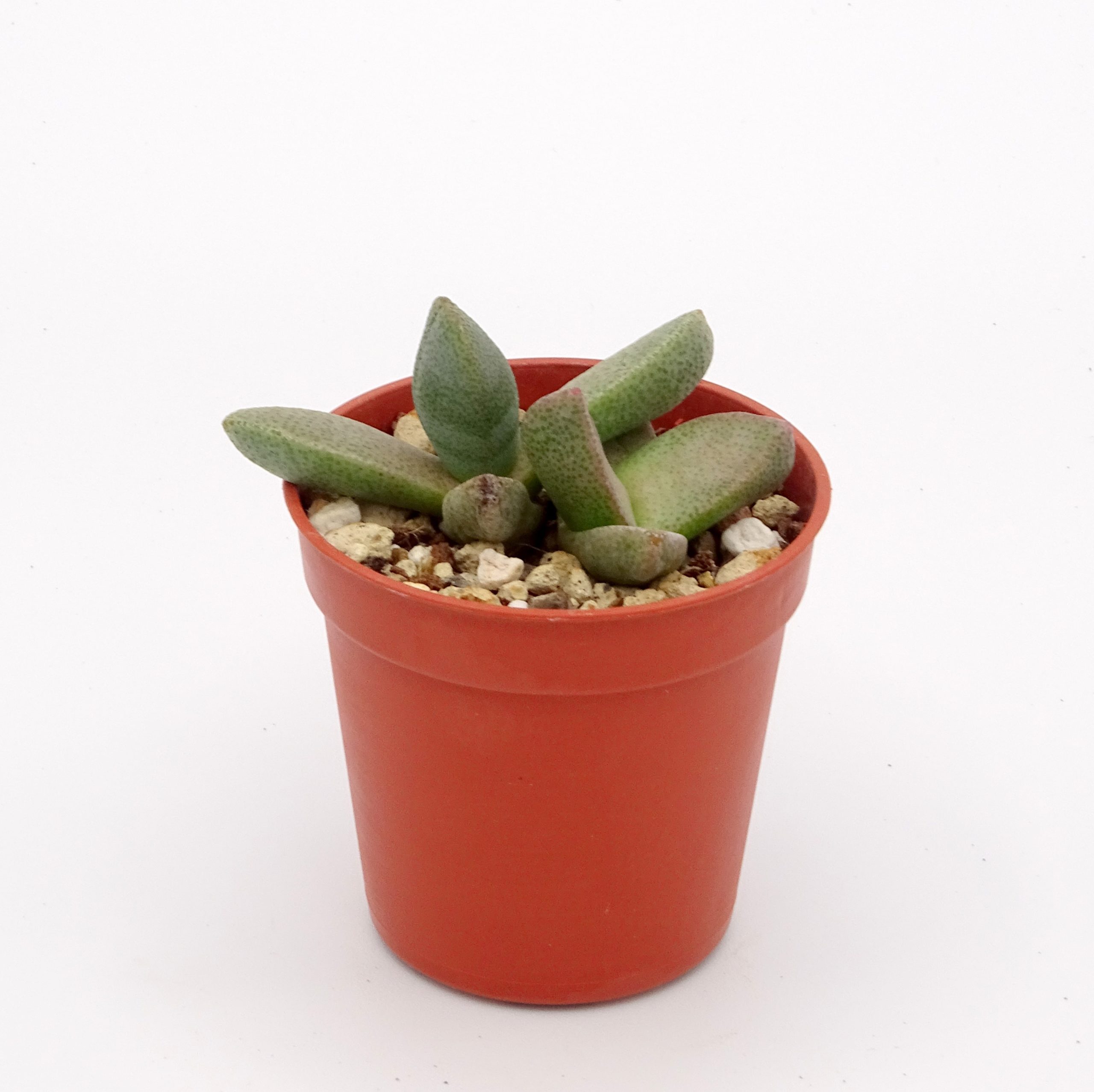 Pleiospilos simulans – Image 2
