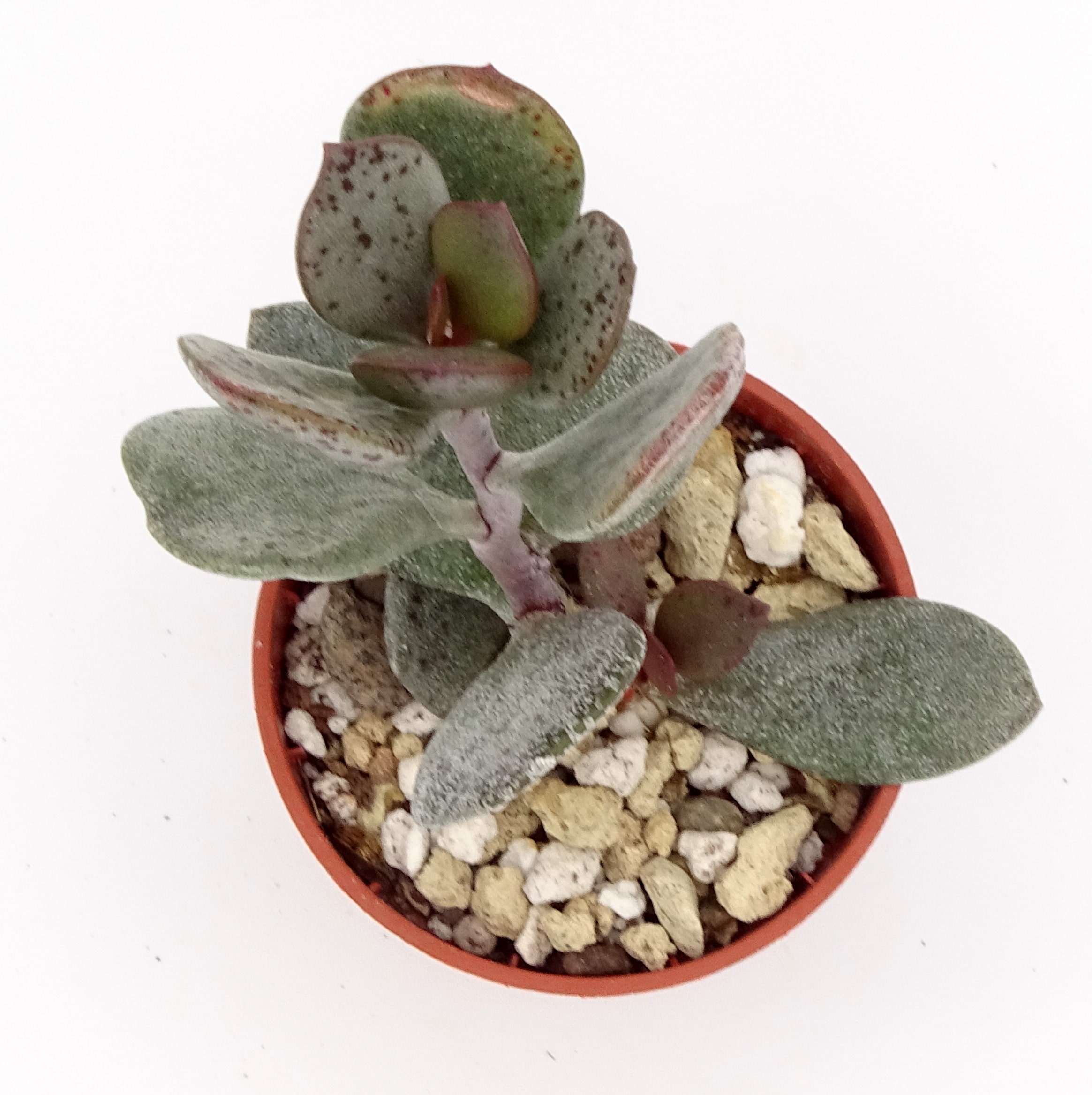 Adromischus liebenbergii ssp. orientalis CR1505 – Image 2