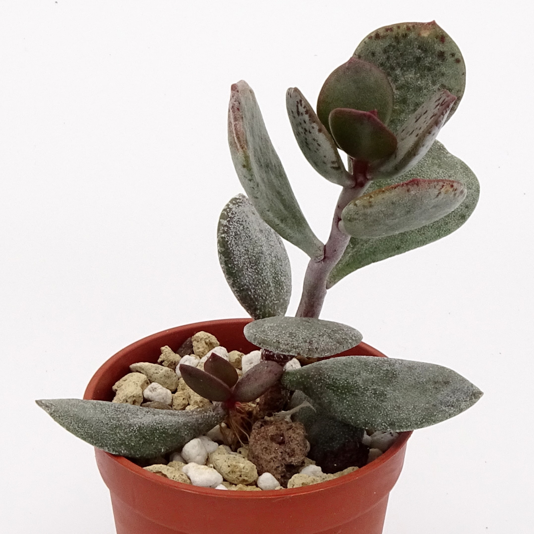 Adromischus liebenbergii ssp. orientalis CR1505