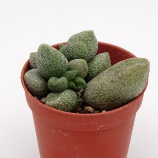adromischus-alveolatus-001-min