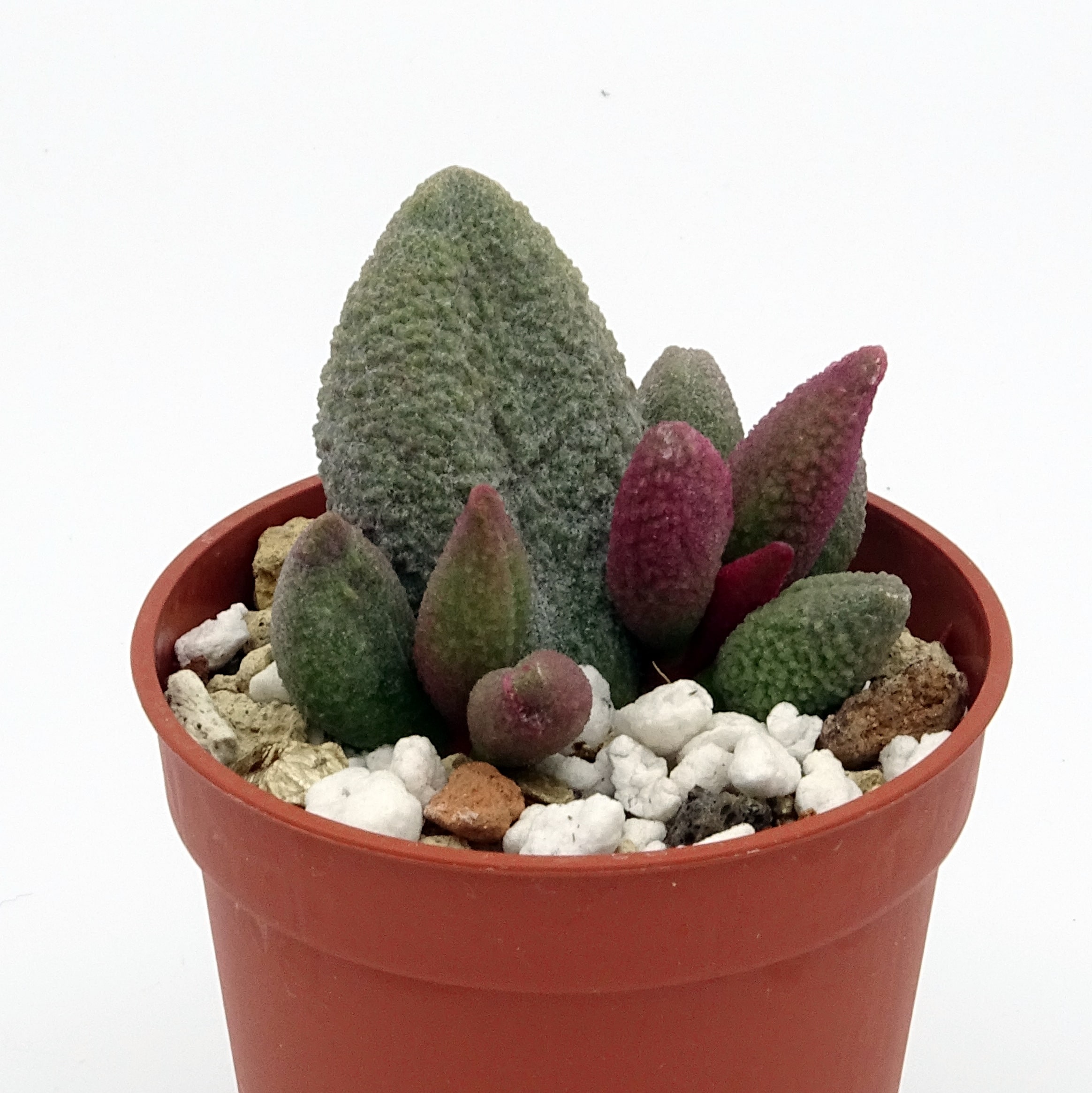 Adromischus marianiae f. alveolatus x herrei 'Aubergine' (n.1) – Image 4