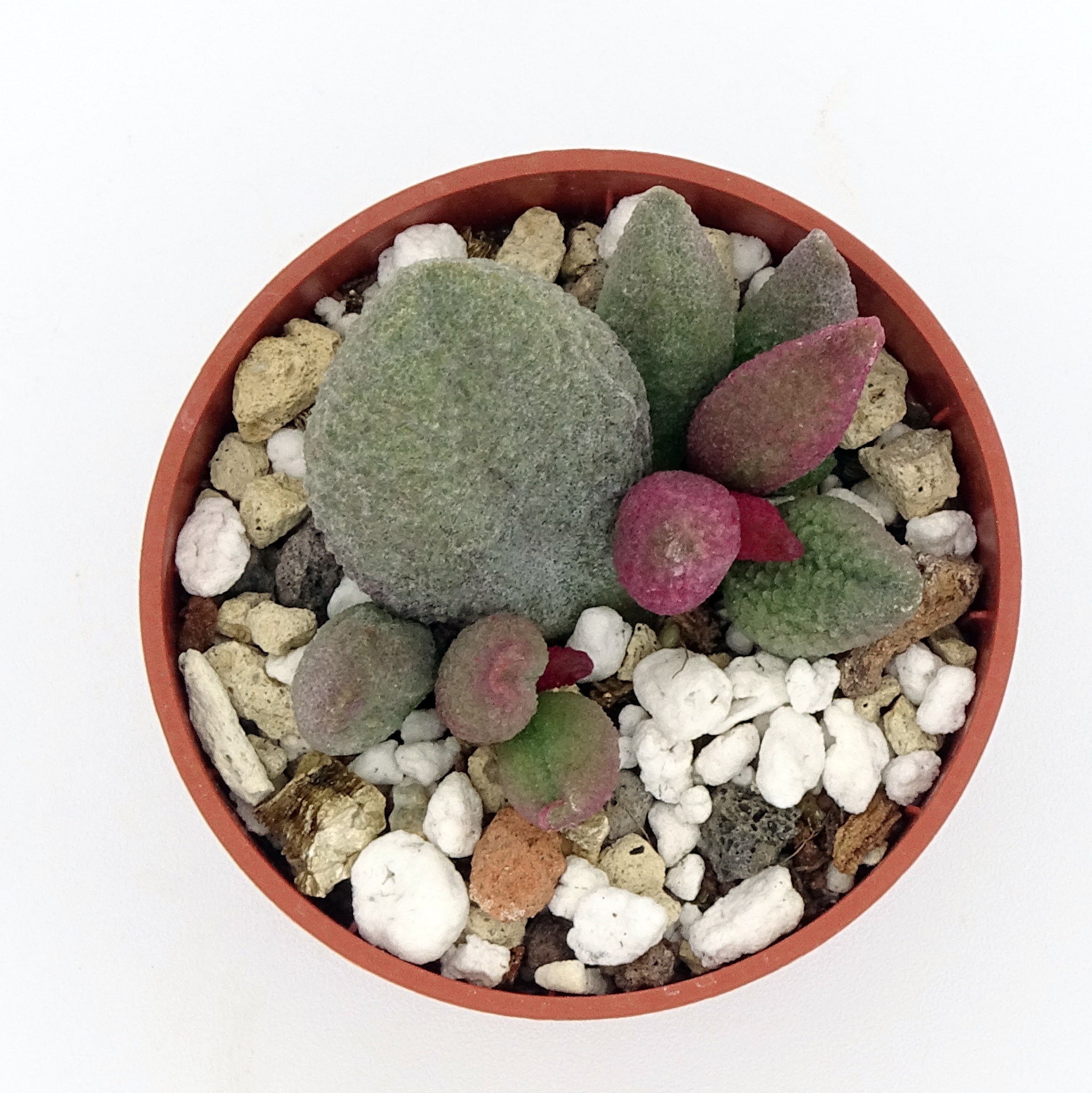 Adromischus marianiae f. alveolatus x herrei 'Aubergine' (n.1) – Image 2