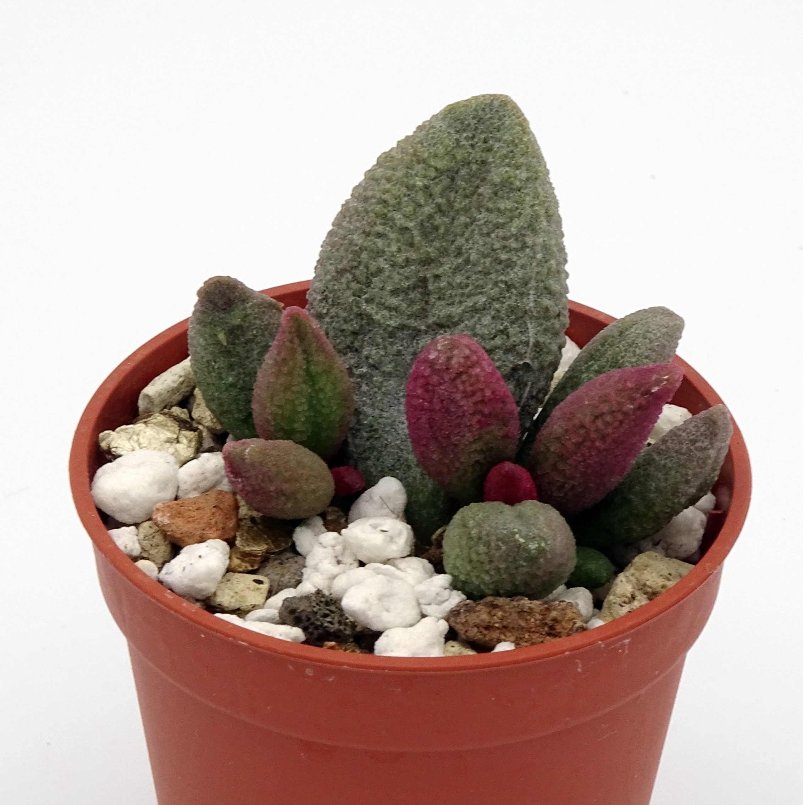 Adromischus marianiae f. alveolatus x herrei 'Aubergine' (n.1)
