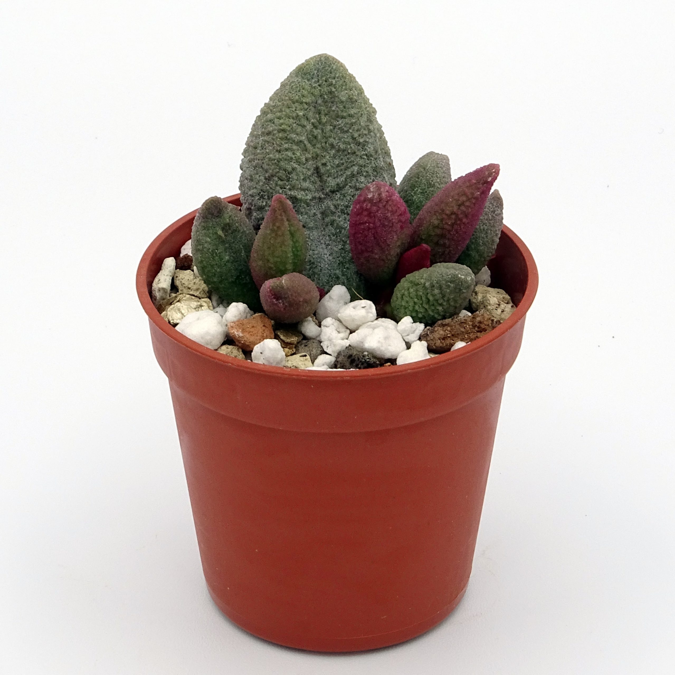 Adromischus marianiae f. alveolatus x herrei 'Aubergine' (n.1) – Image 3