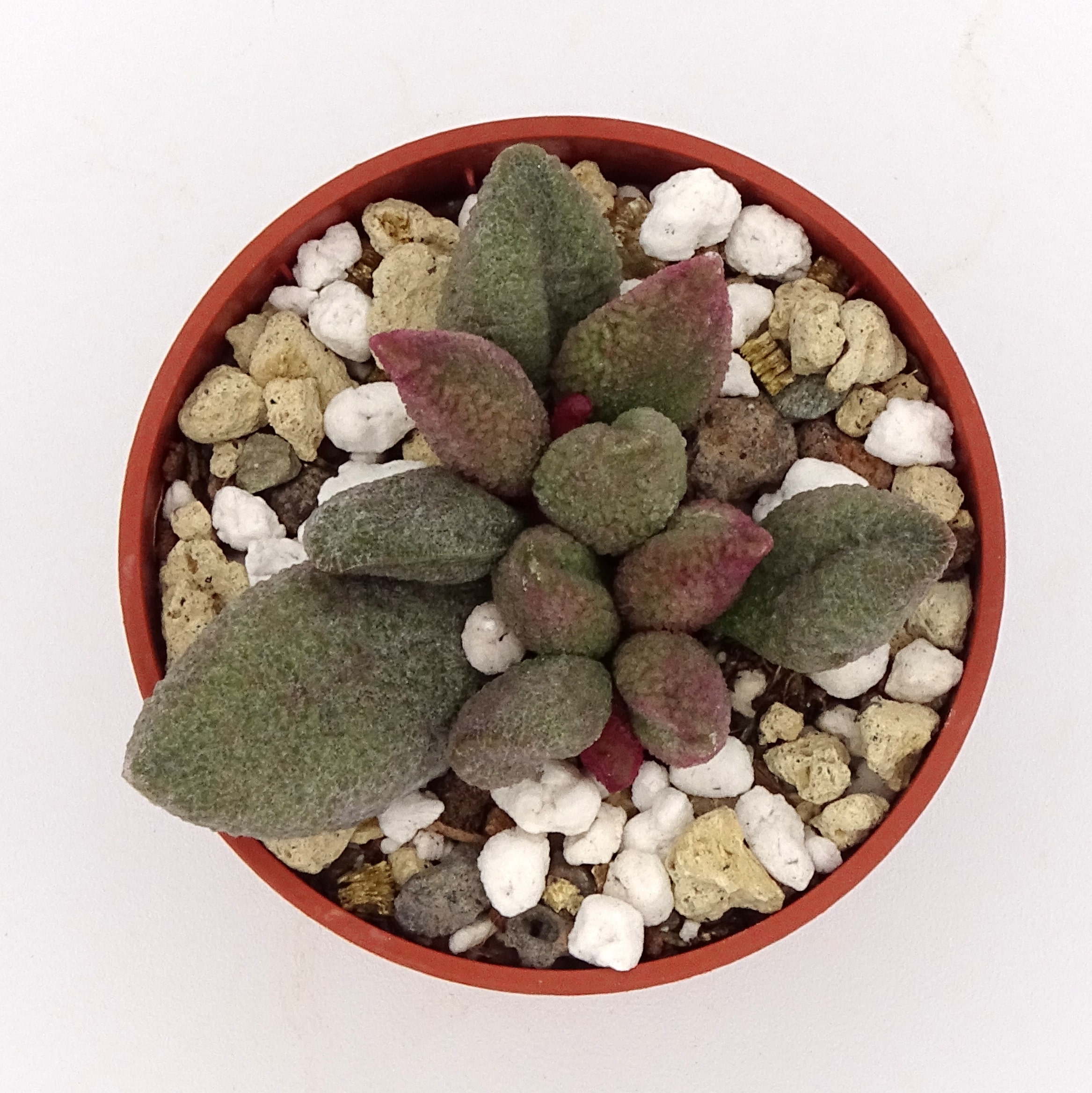 Adromischus marianiae f. alveolatus x herrei 'Aubergine' (n.2)