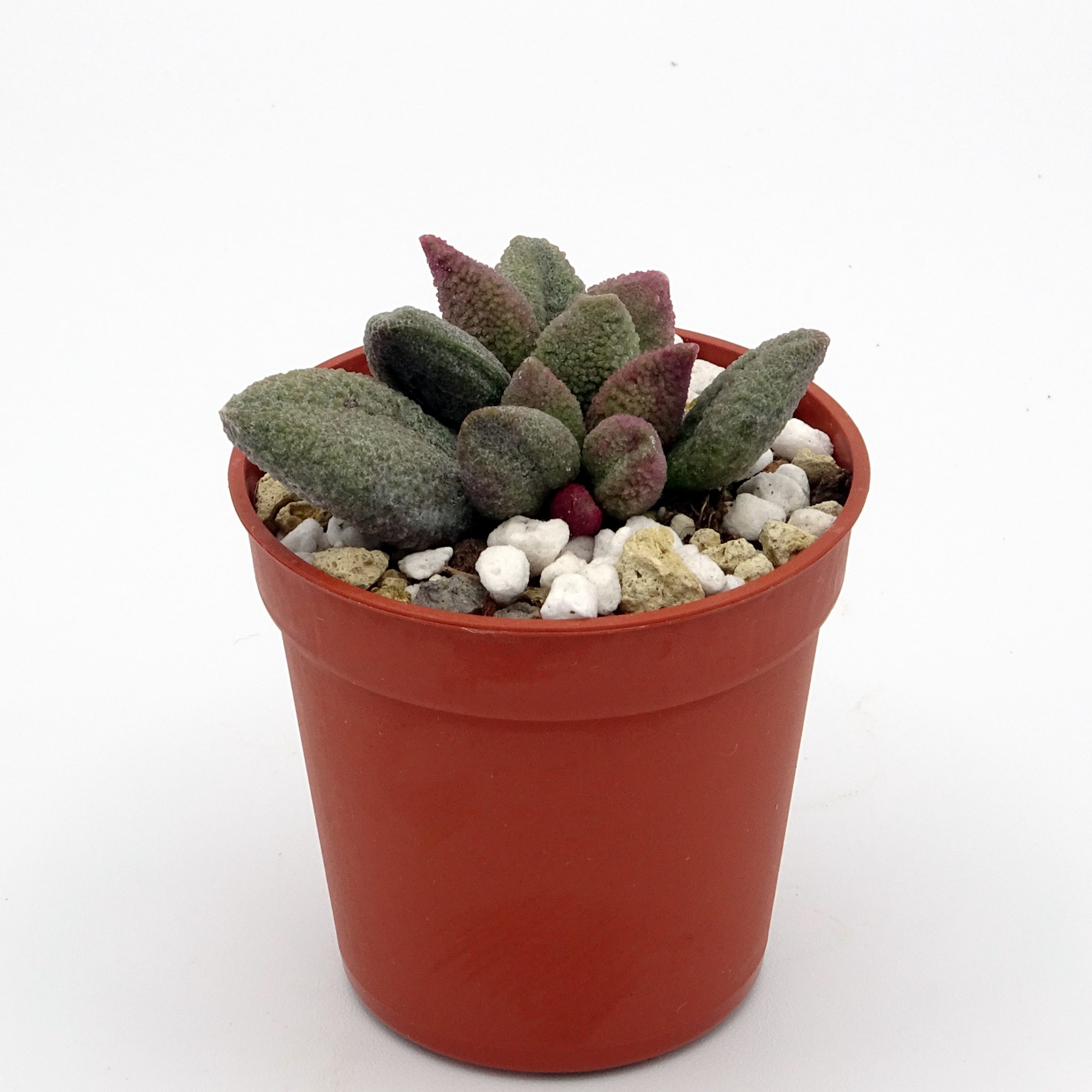 Adromischus marianiae f. alveolatus x herrei 'Aubergine' (n.2) – Image 2
