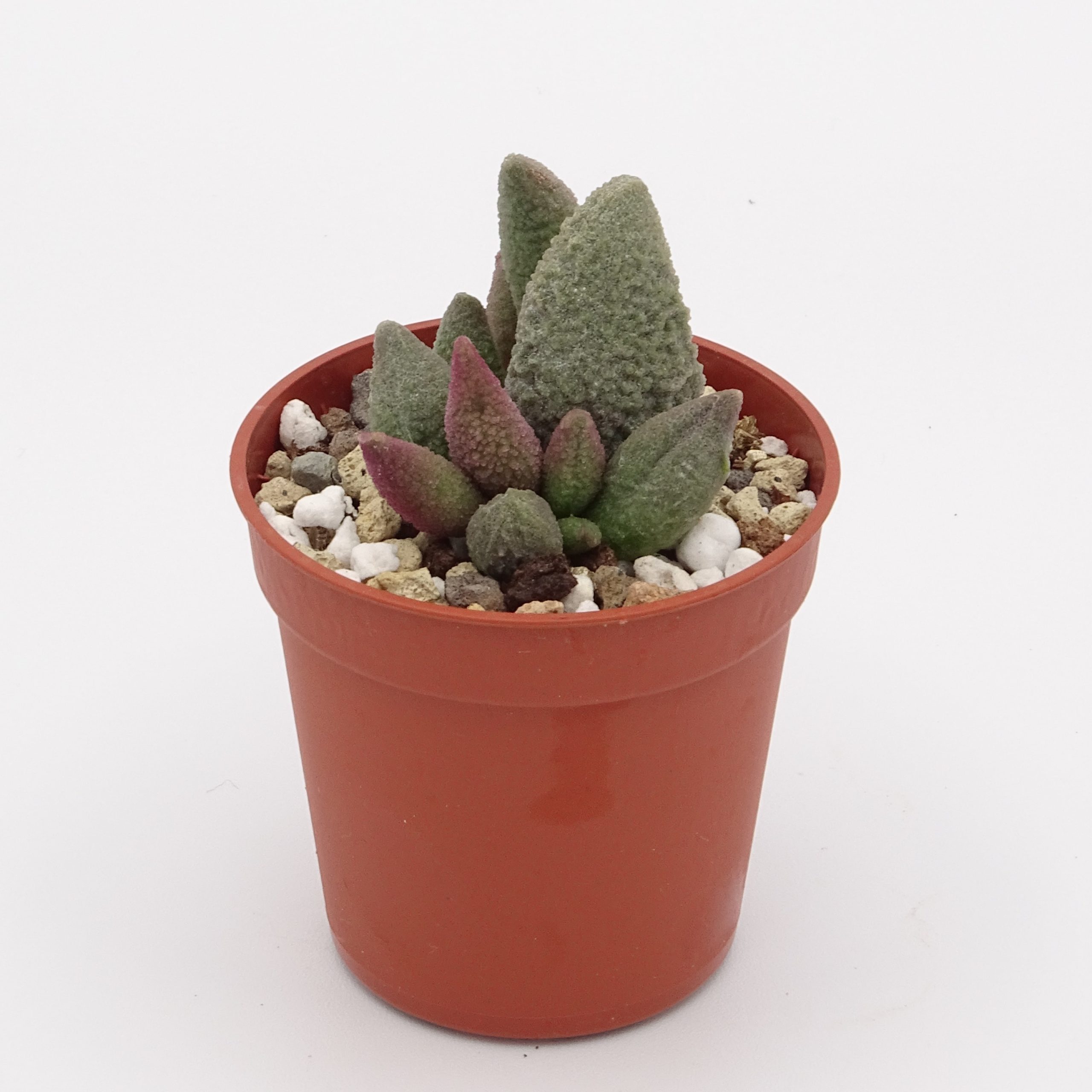 Adromischus marianiae f. alveolatus x herrei 'Aubergine' (n.3) – Image 3