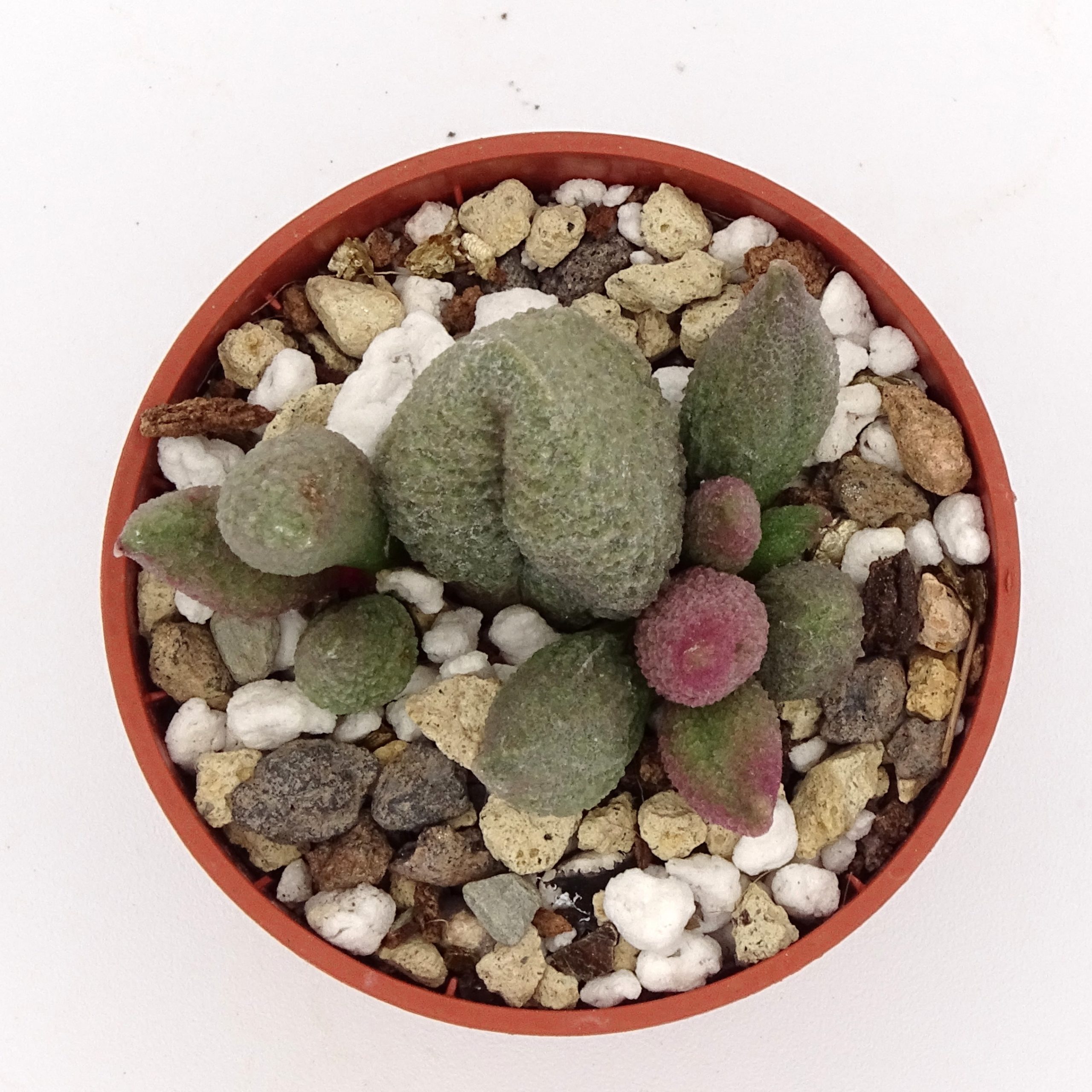 Adromischus marianiae f. alveolatus x herrei 'Aubergine' (n.3) – Image 2