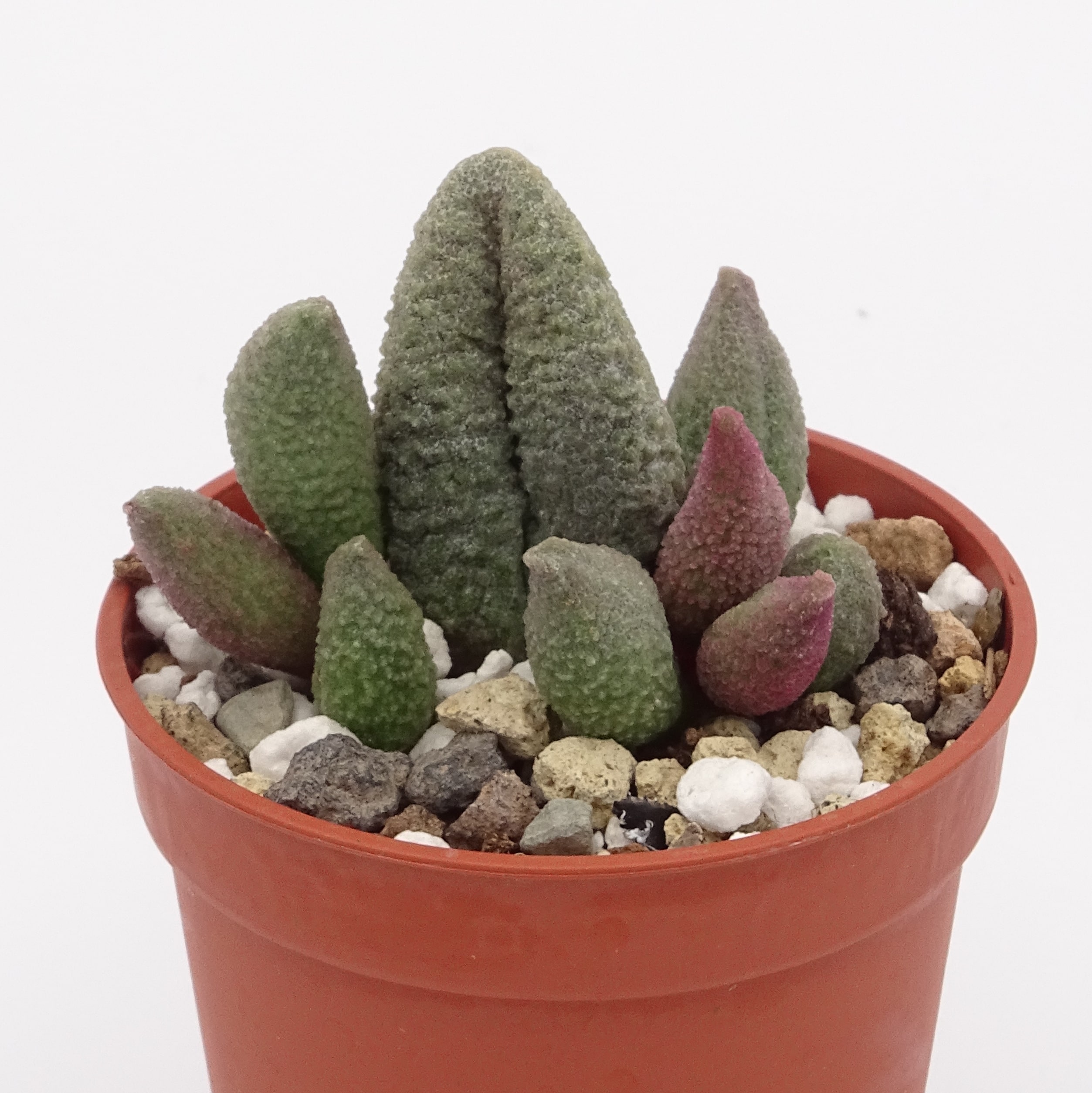 Adromischus marianiae f. alveolatus x herrei 'Aubergine' (n.3)
