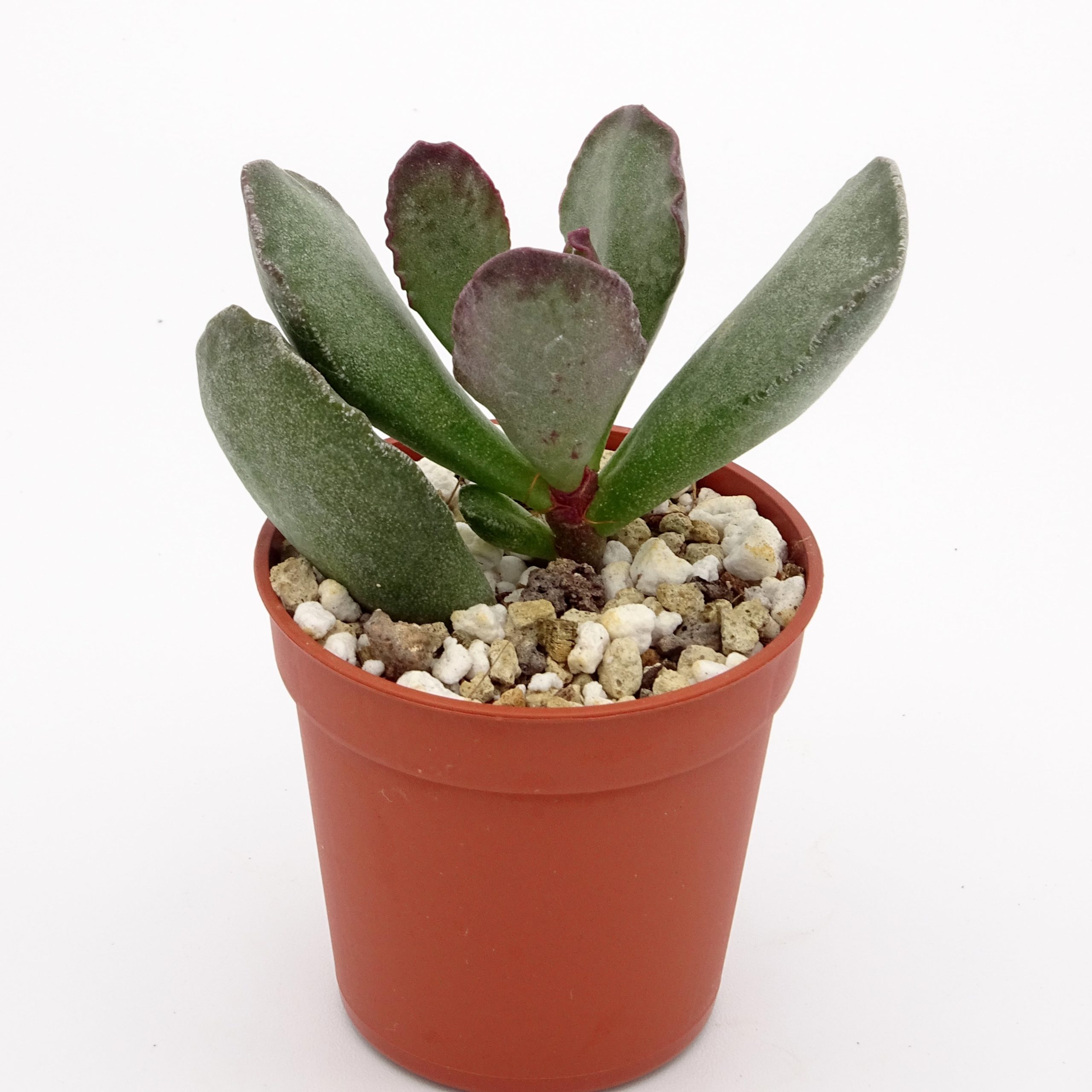 Adromischus blosianus PAB414 – Image 3