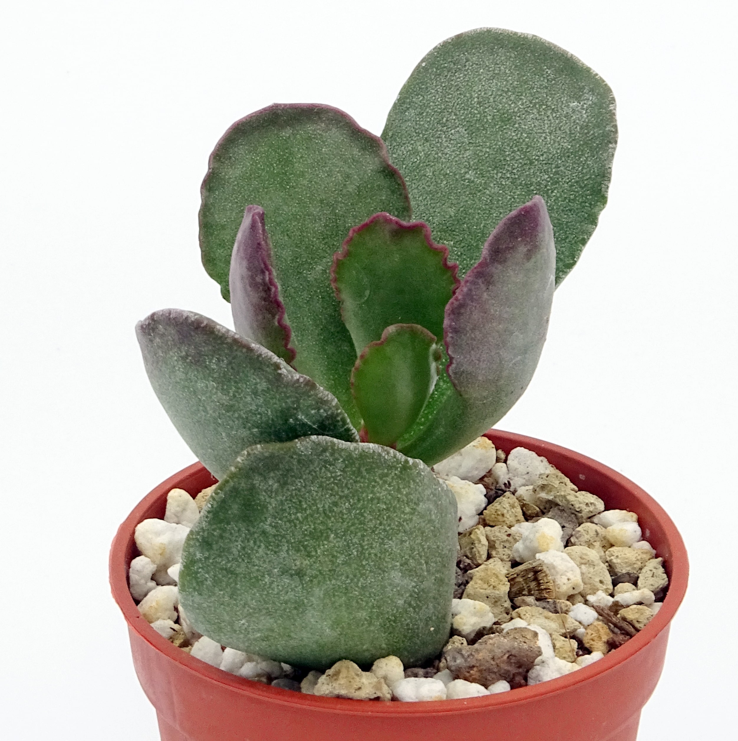 Adromischus blosianus PAB414