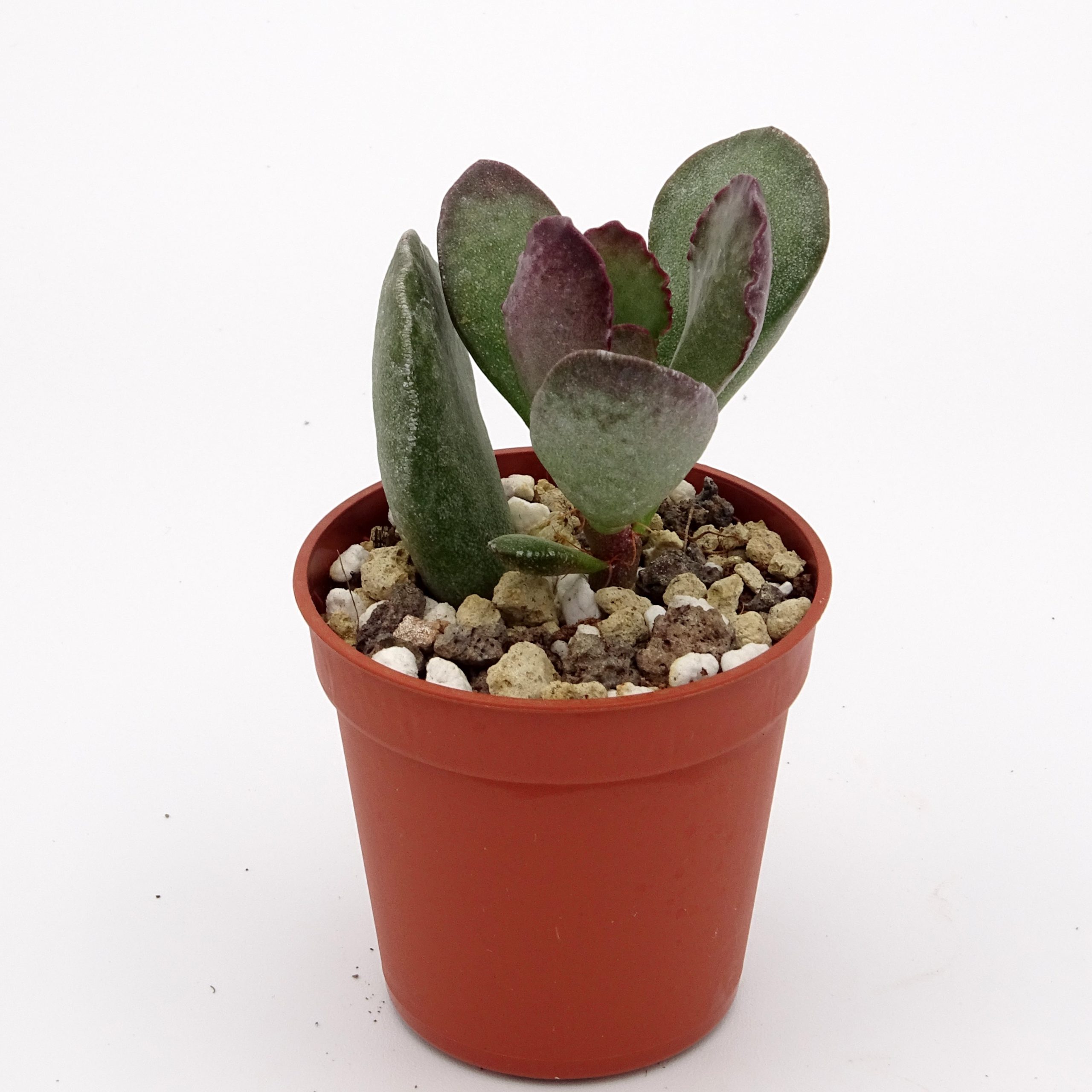 Adromischus blosianus PAB414 – Image 2