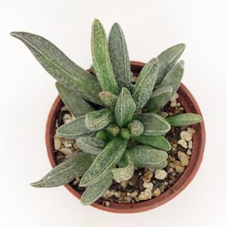 adromischus-clanwilliam 1-002-min