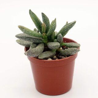 adromischus-clanwilliam 1-min