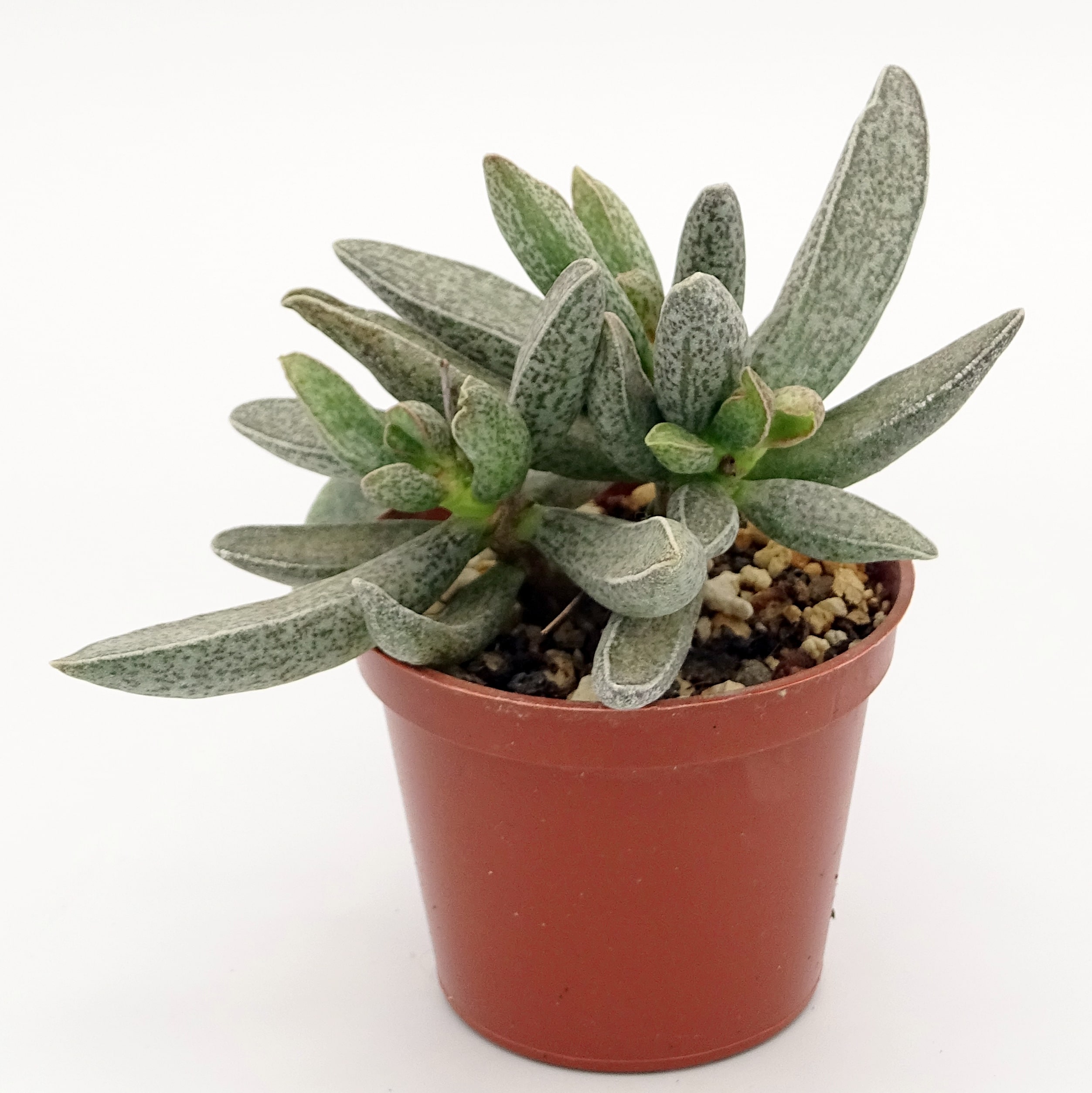 Adromischus marianiae var. marianiae 'Clanwilliam' (n.2)
