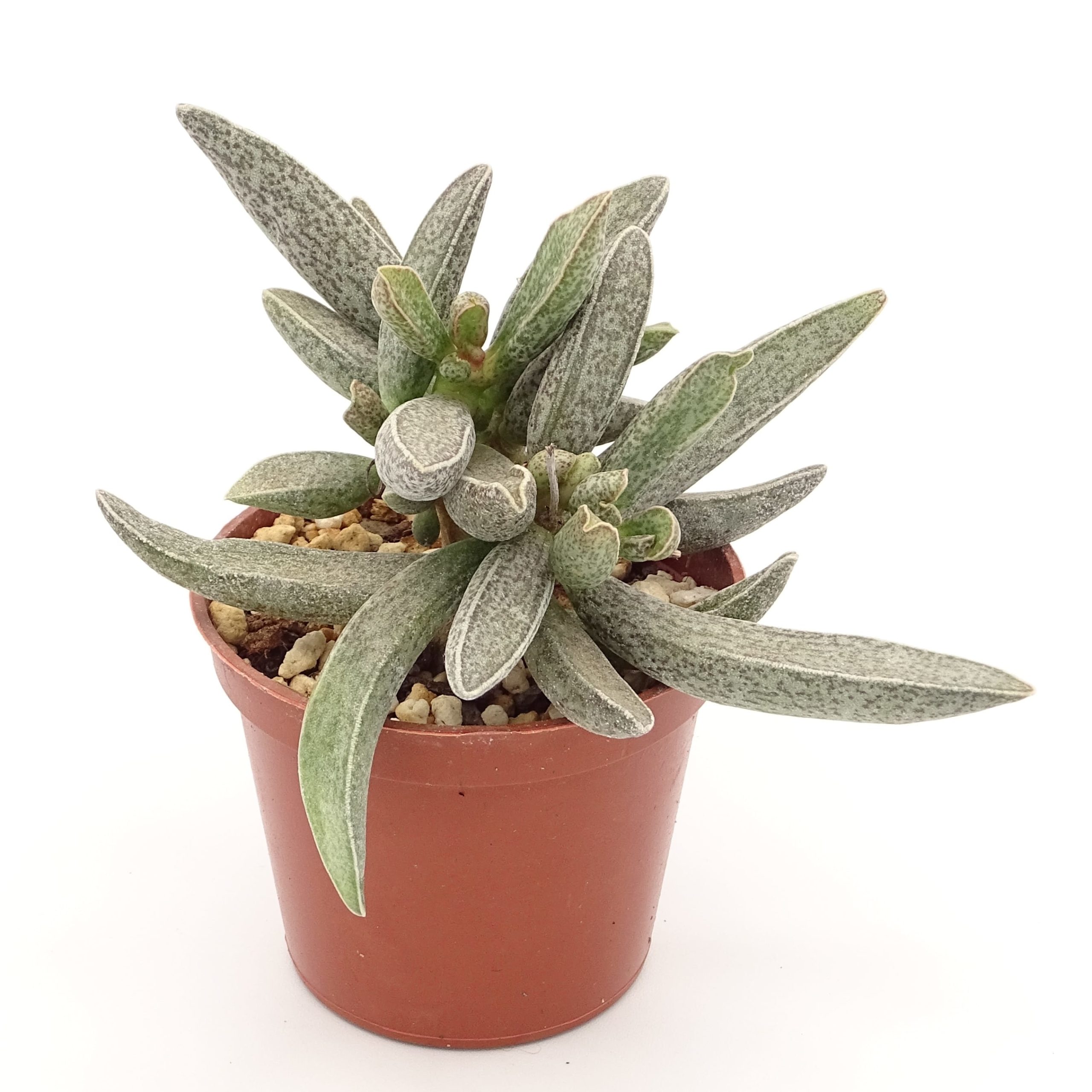 Adromischus marianiae var. marianiae 'Clanwilliam' (n.2) – Image 3
