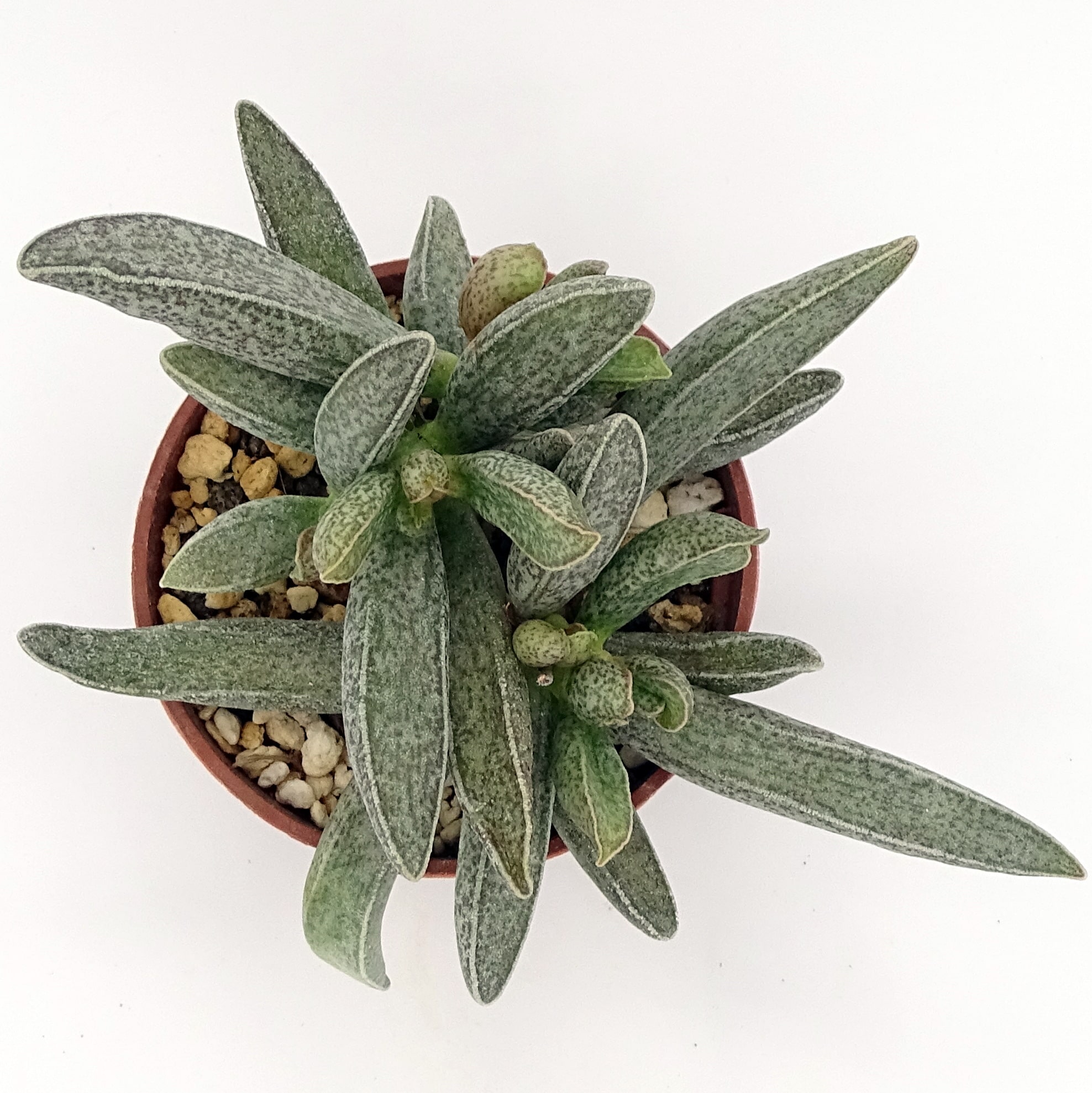 Adromischus marianiae var. marianiae 'Clanwilliam' (n.2) – Image 4