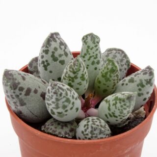 adromischus-cooperi-festivus-001-min