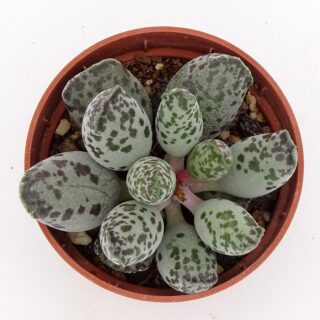 adromischus-cooperi-festivus-002-min