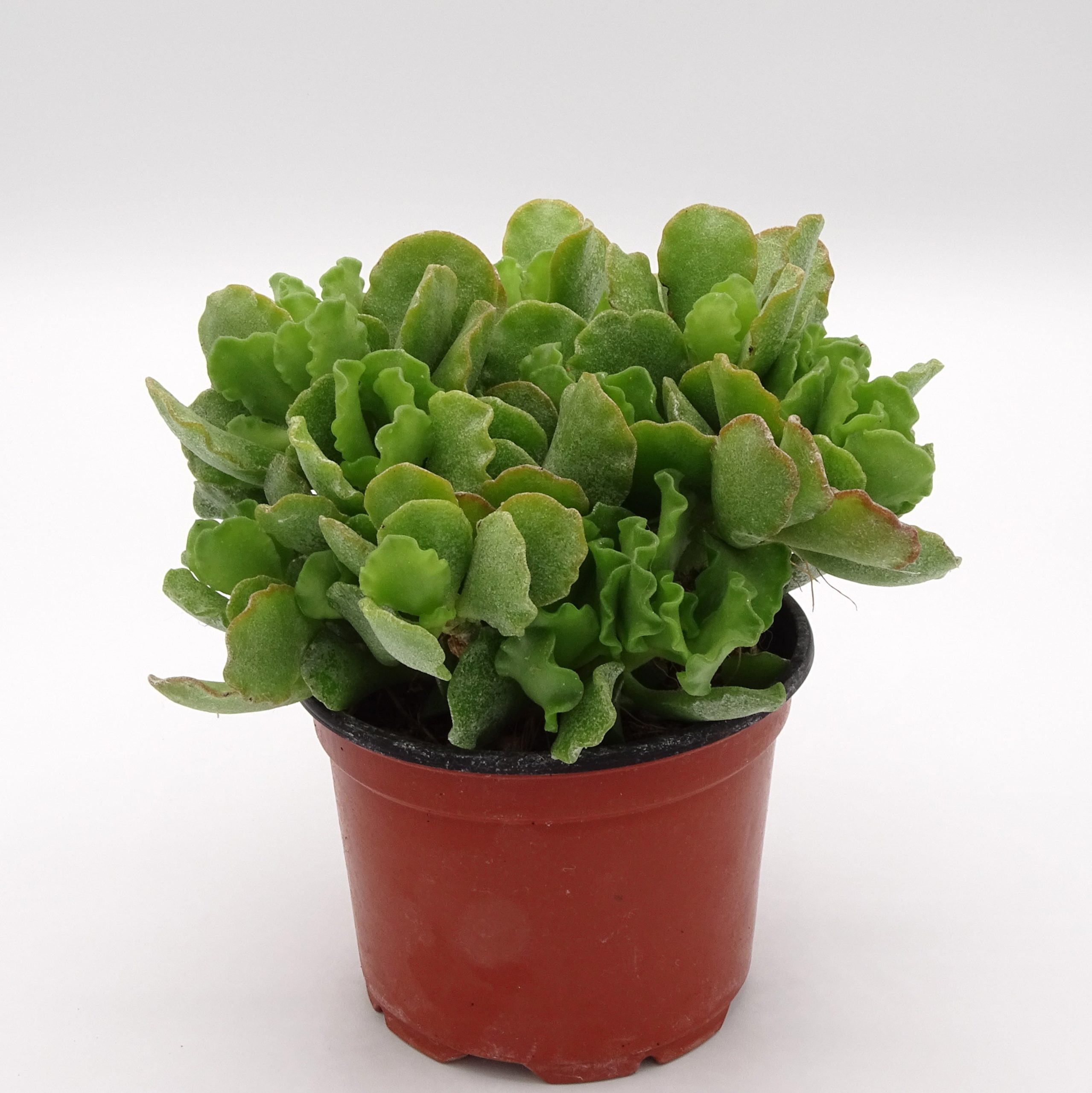 Adromischus cristatus var. zeyheri