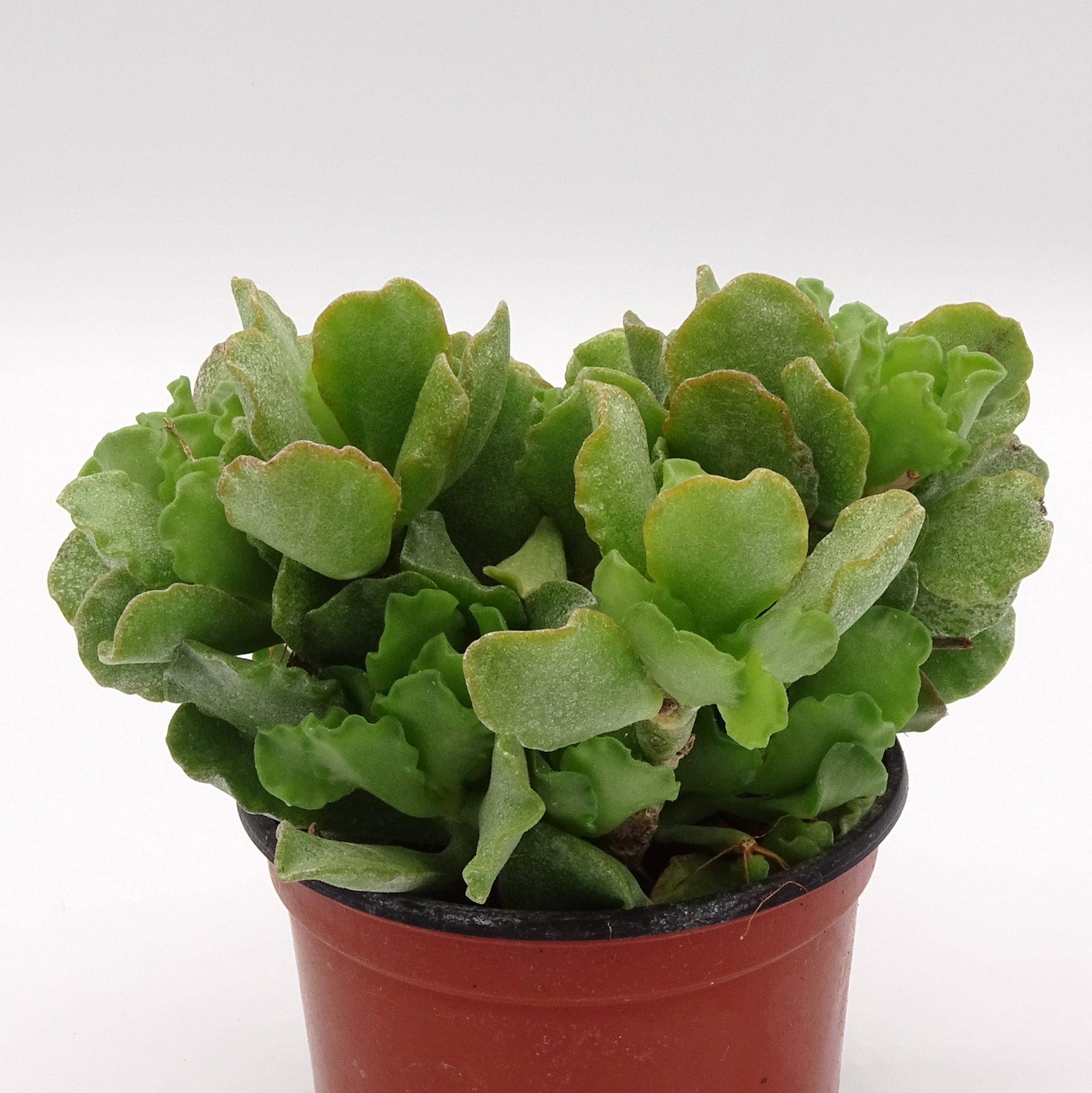 Adromischus cristatus var. zeyheri – Image 2