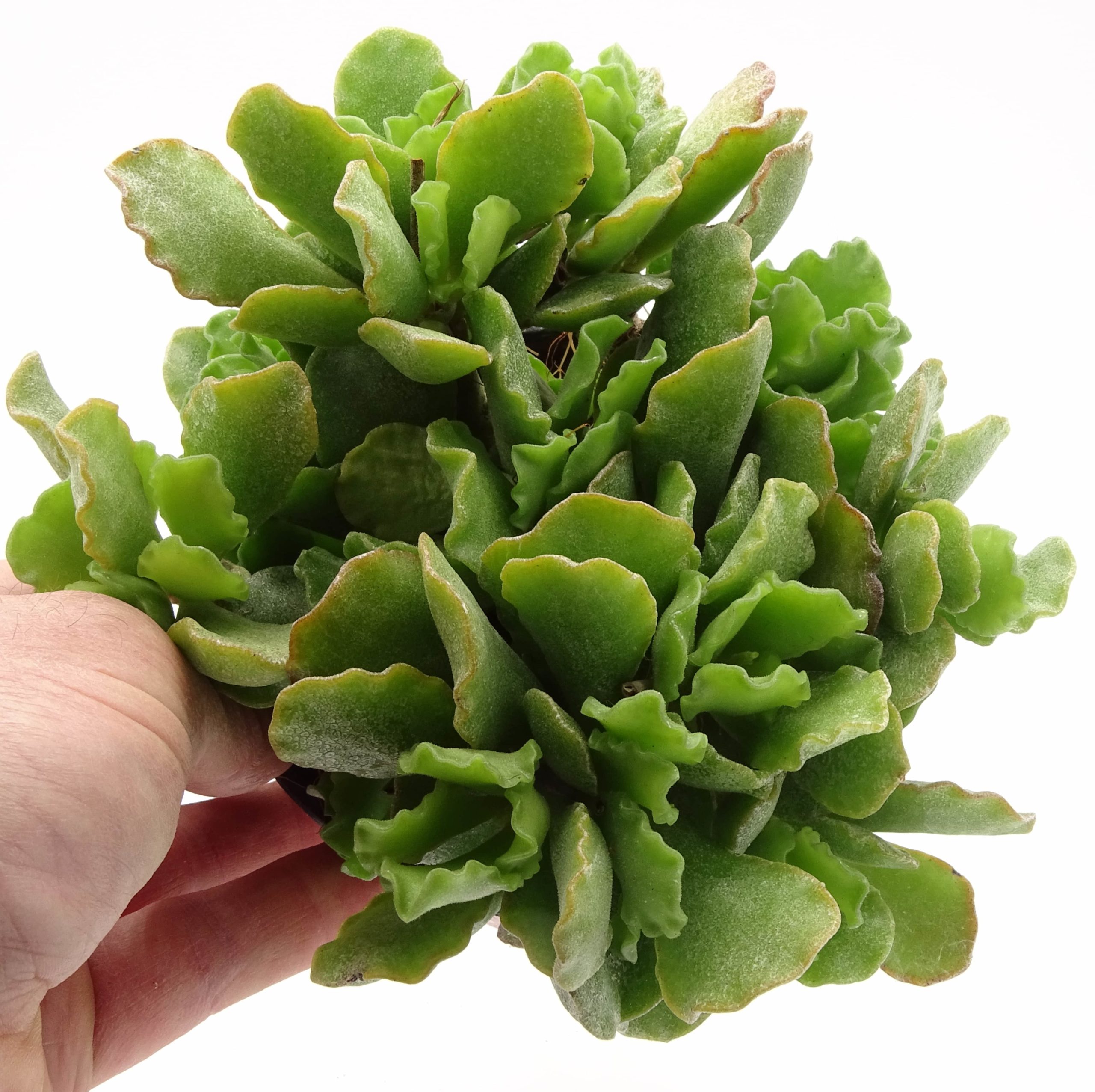 Adromischus cristatus var. zeyheri – Image 3