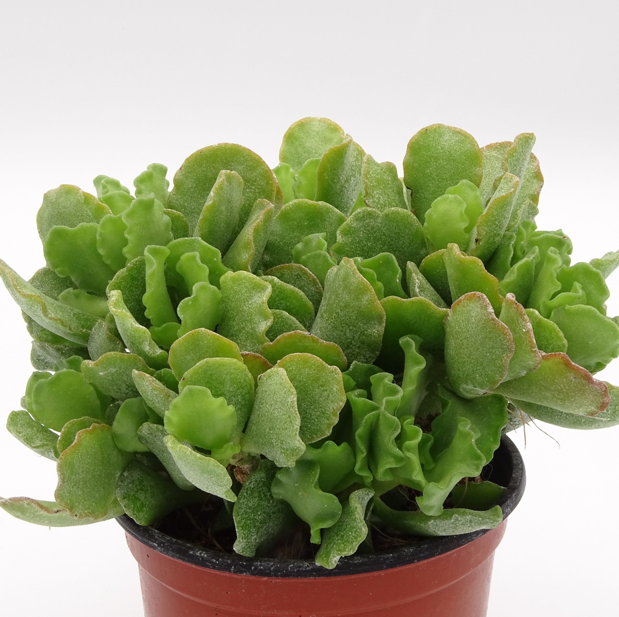 Adromischus cristatus var. zeyheri – Image 4