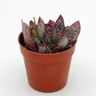 adromischus-trigynus-001-min