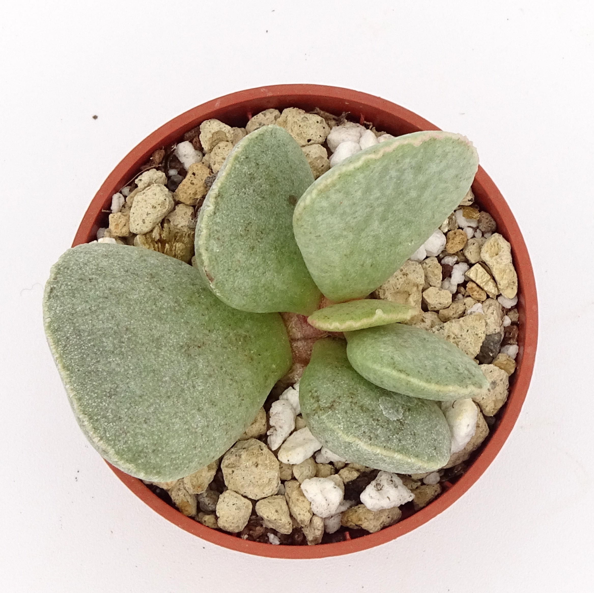 Adromischus trigynus (n.1) – Image 2
