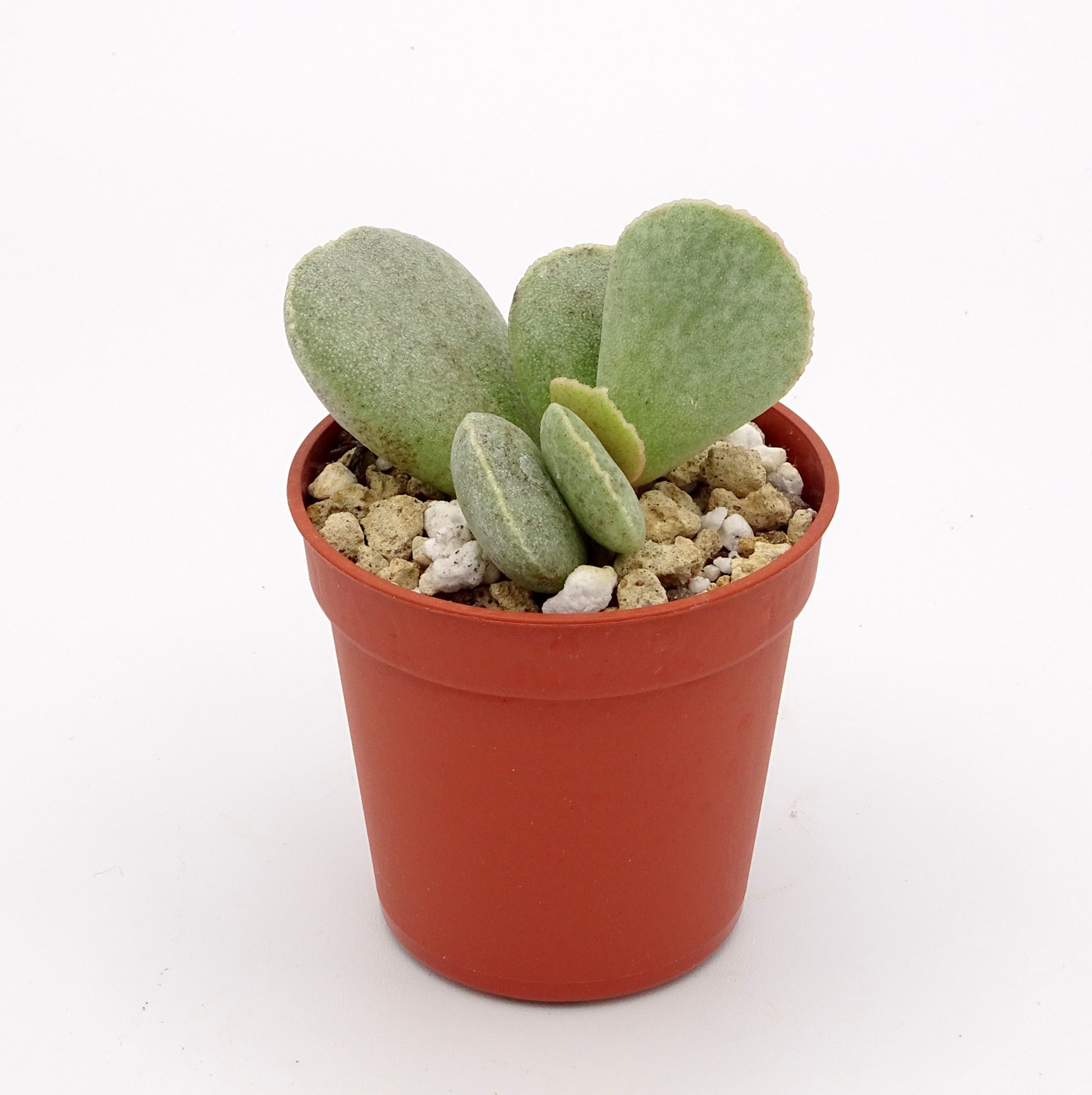 Adromischus trigynus (n.1)