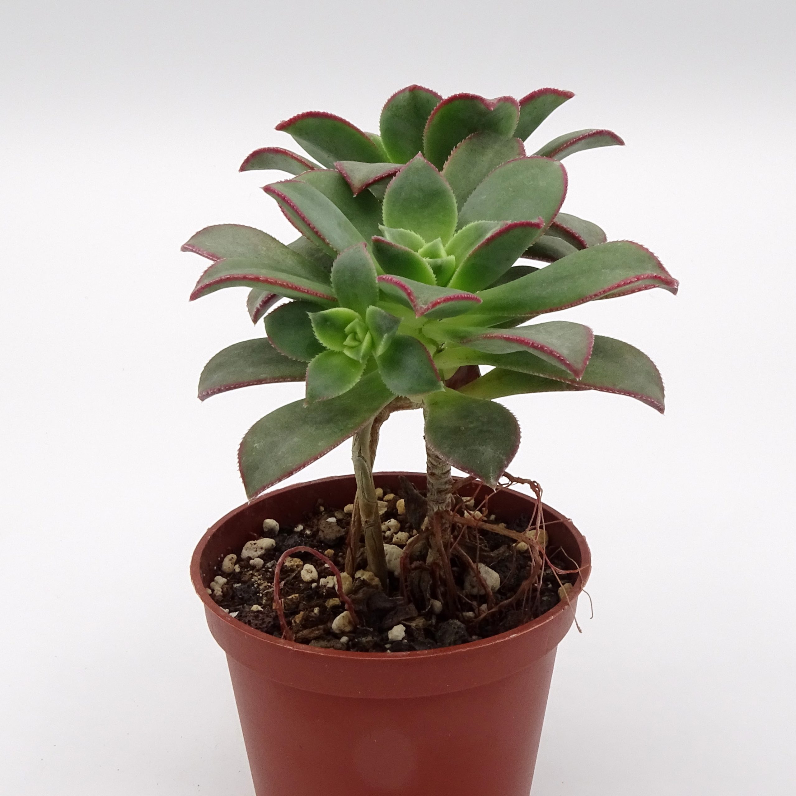 Aeonium haworthii 'Kiwi' – Image 2