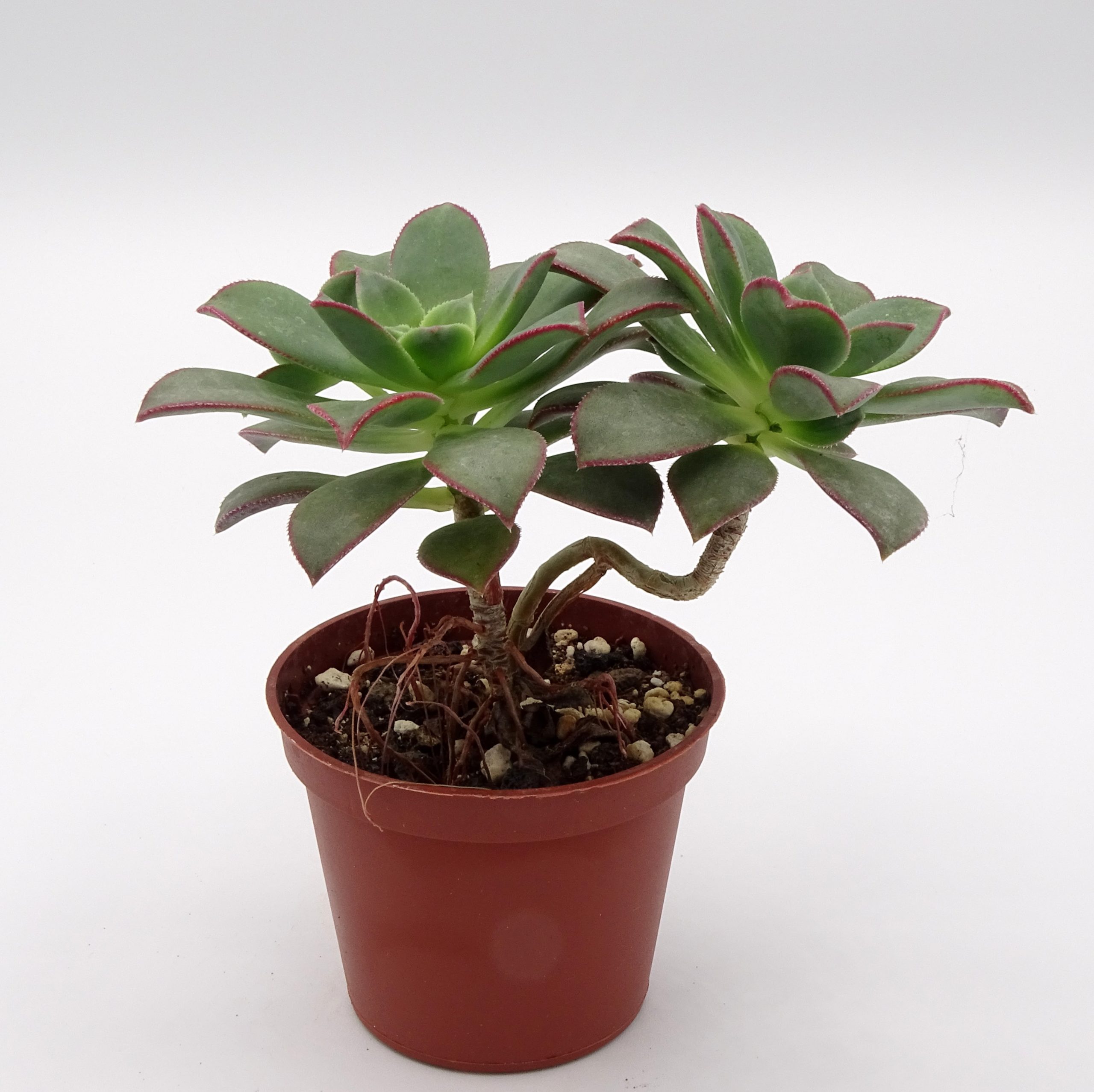 Aeonium haworthii 'Kiwi' – Image 3