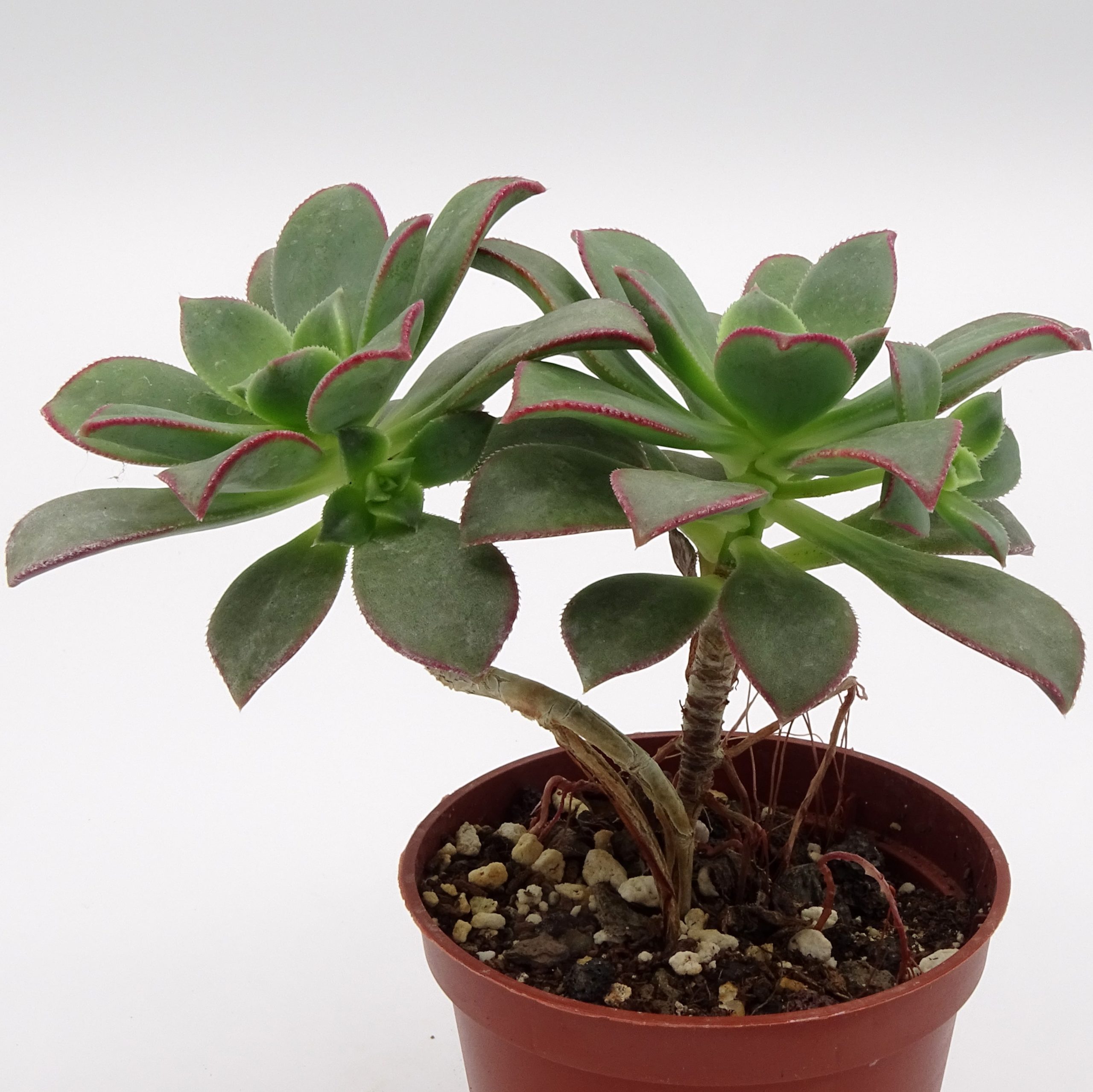 Aeonium haworthii 'Kiwi' – Image 4