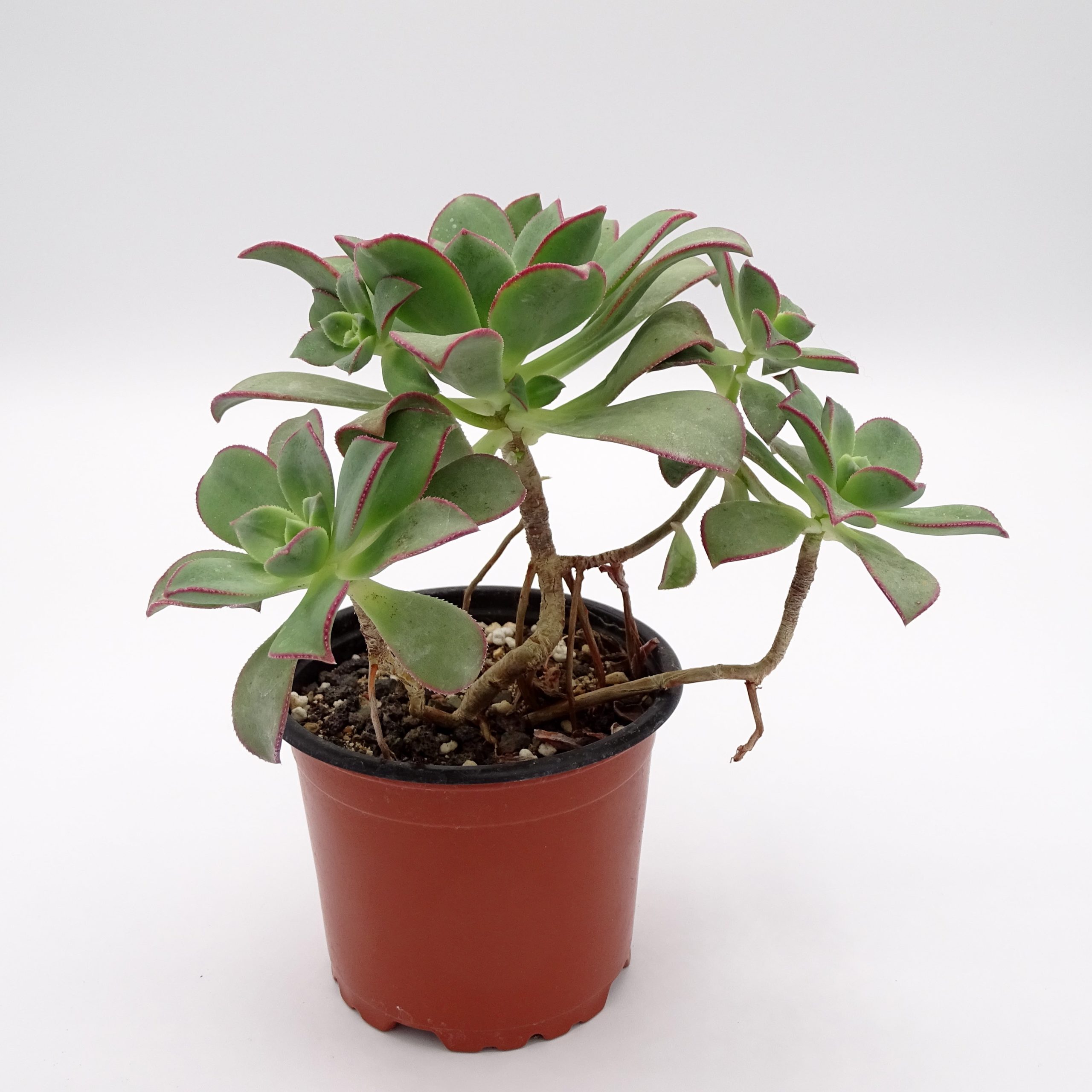 Aeonium haworthii 'Kiwi' (n.2)