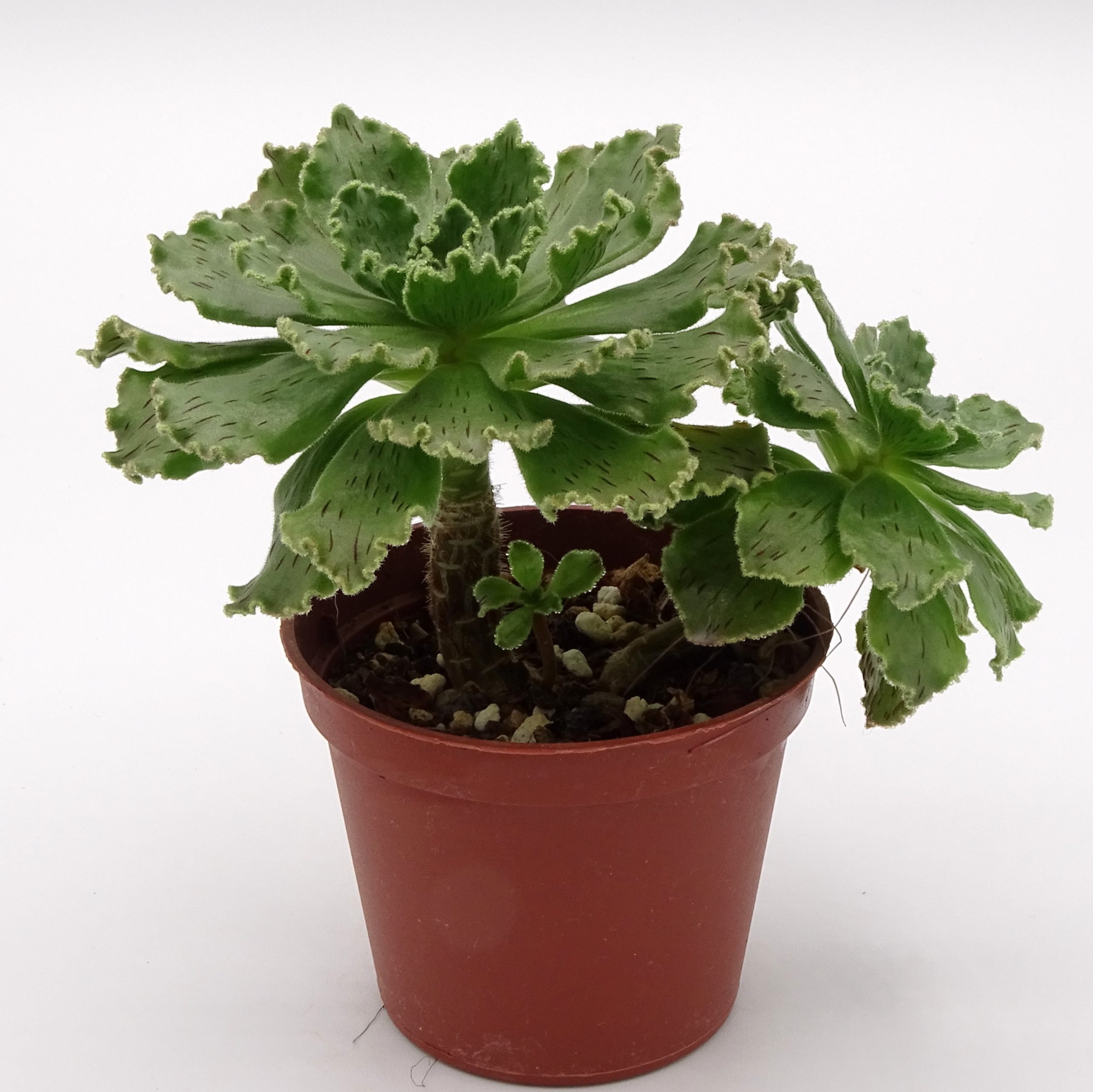 Aeonium smithii (n.2)