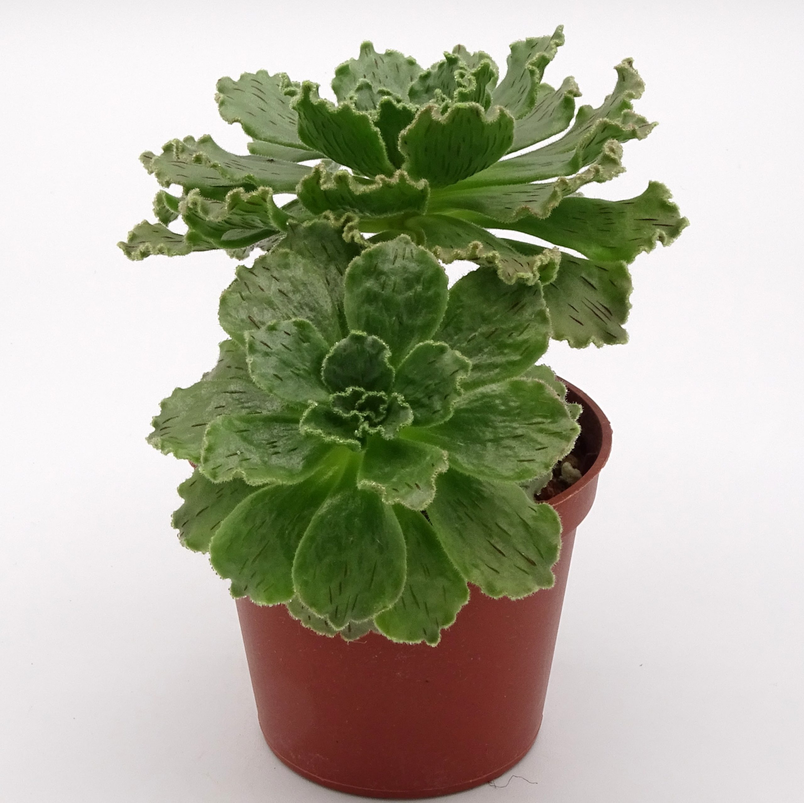 Aeonium smithii (n.2) – Image 3
