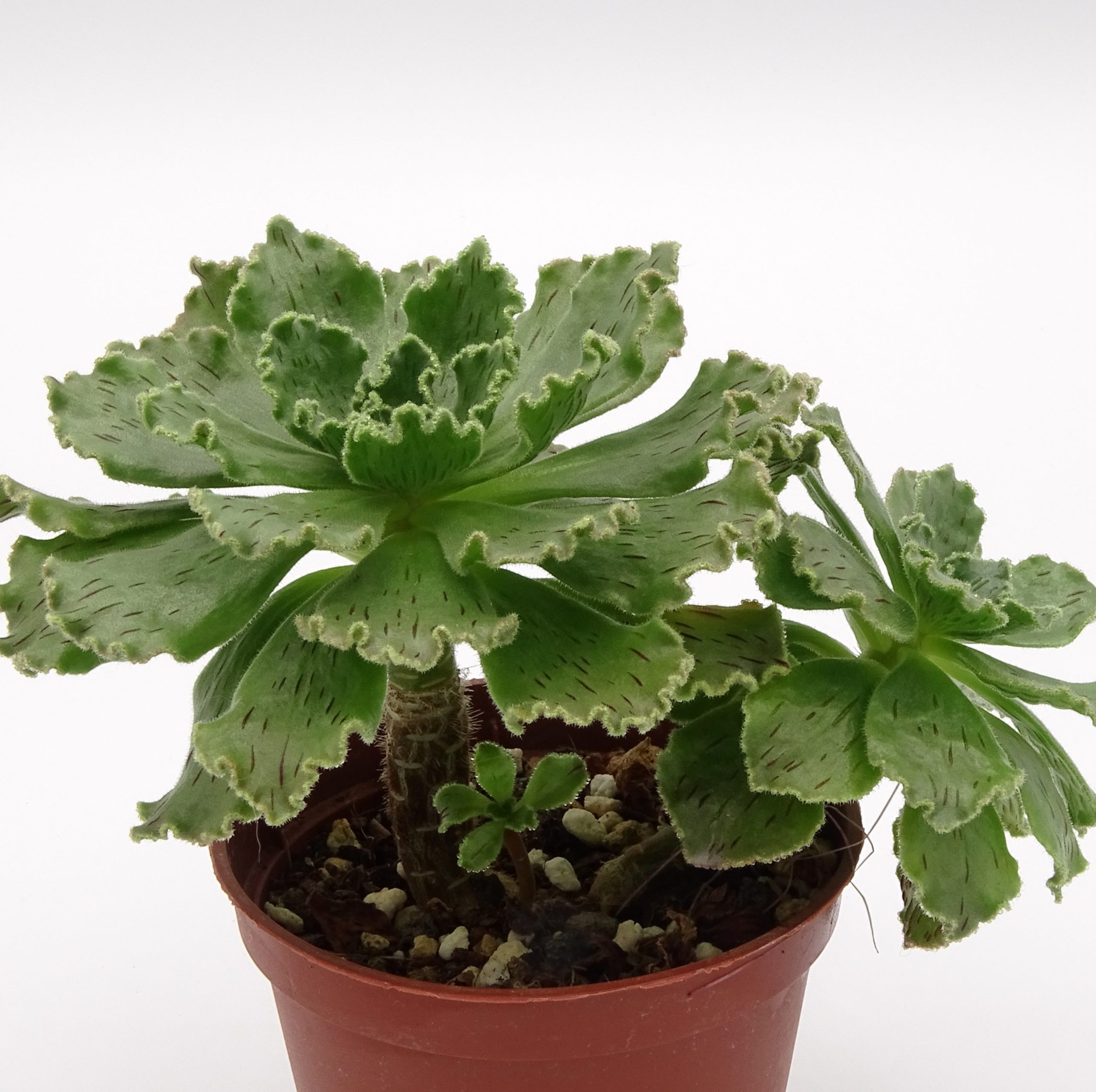 Aeonium smithii (n.2) – Image 2