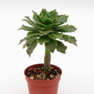 aeonium-smithii-min