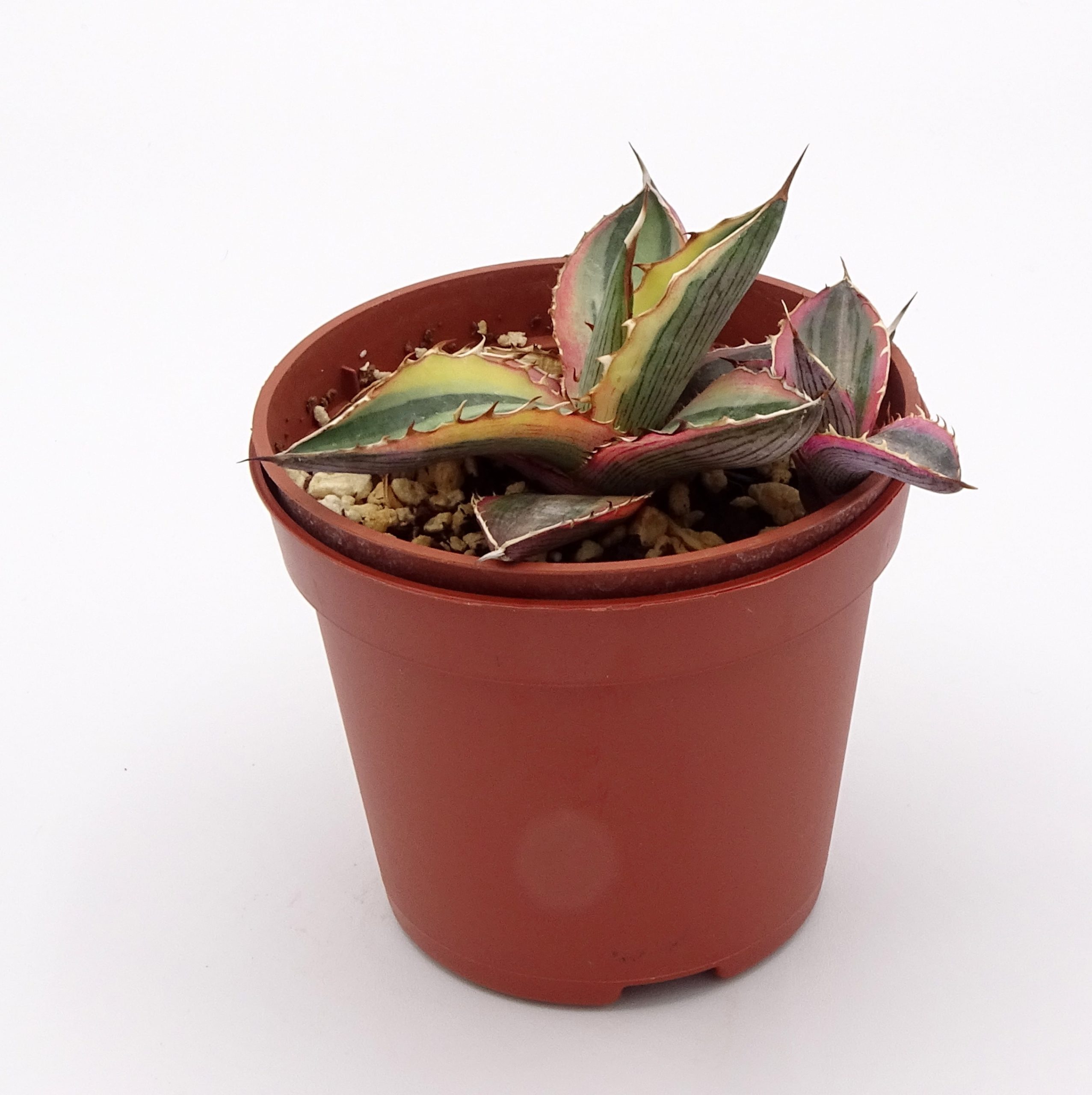 Agave lophantha quadricolor