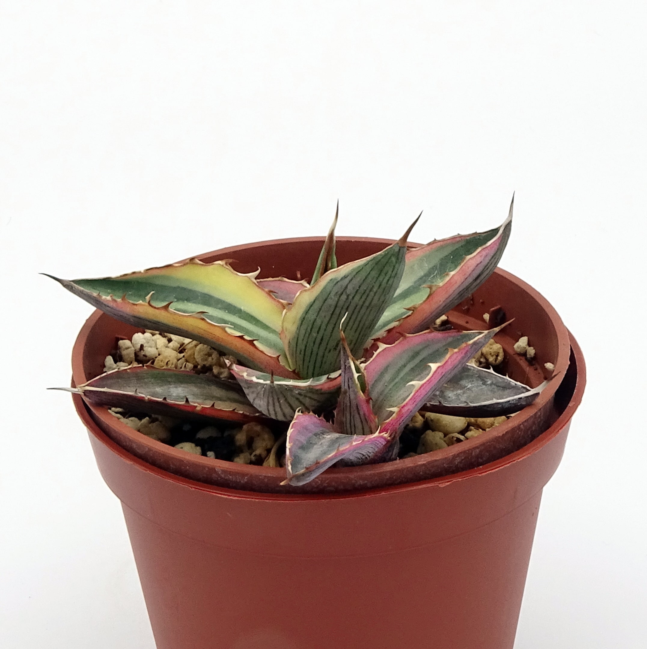Agave lophantha quadricolor – Image 2