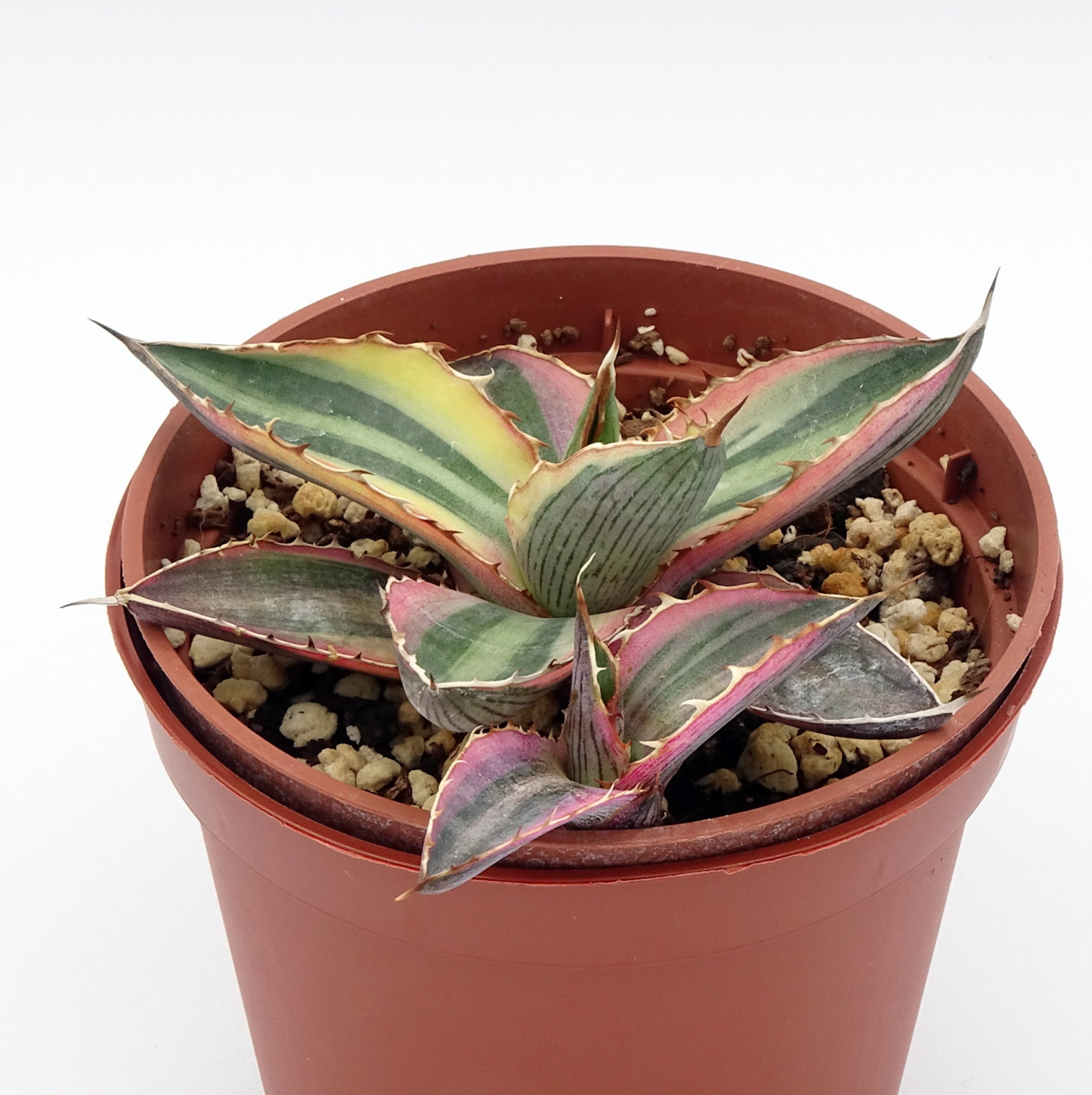 Agave lophantha quadricolor – Image 3