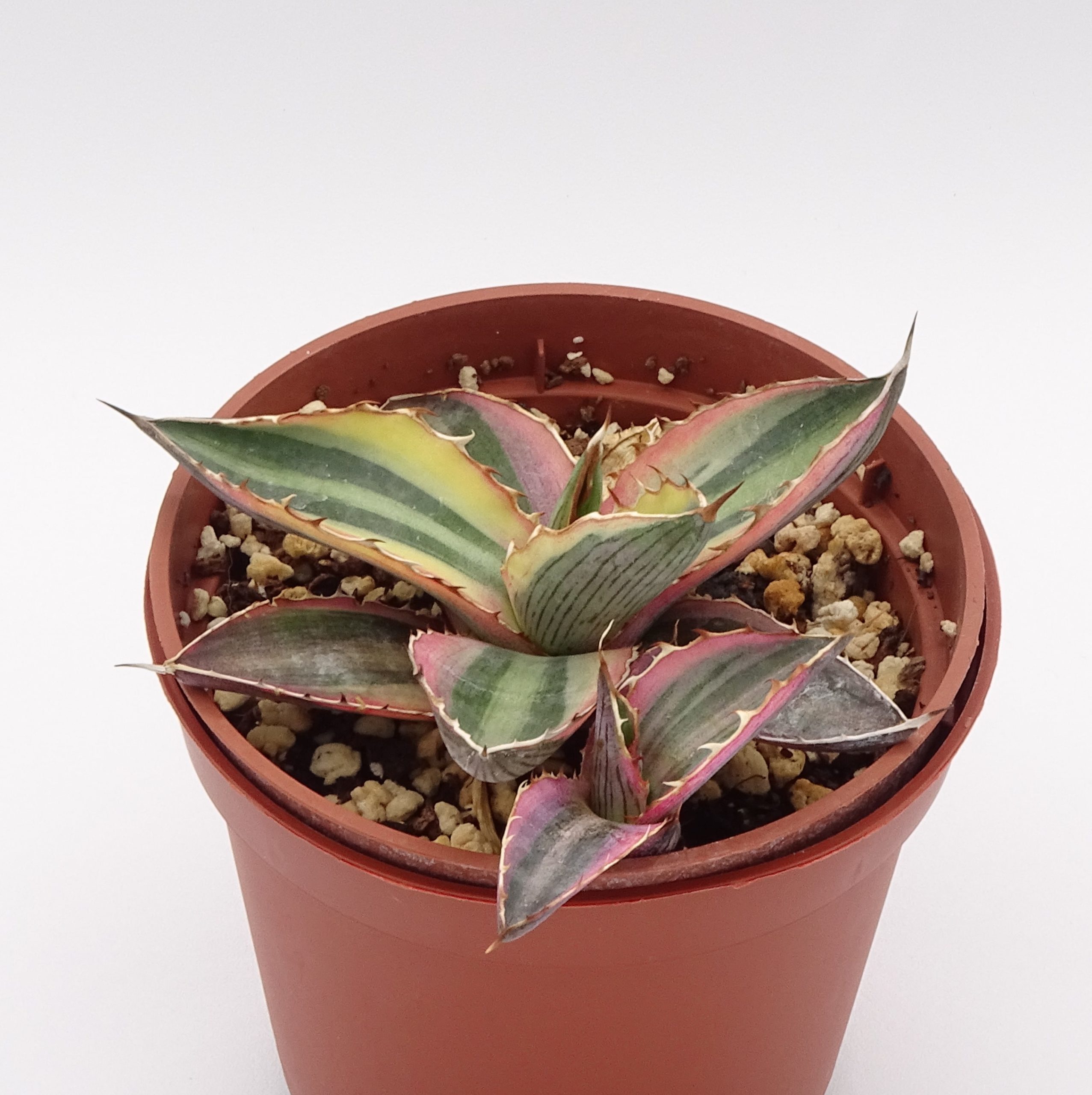 Agave lophantha quadricolor – Image 4