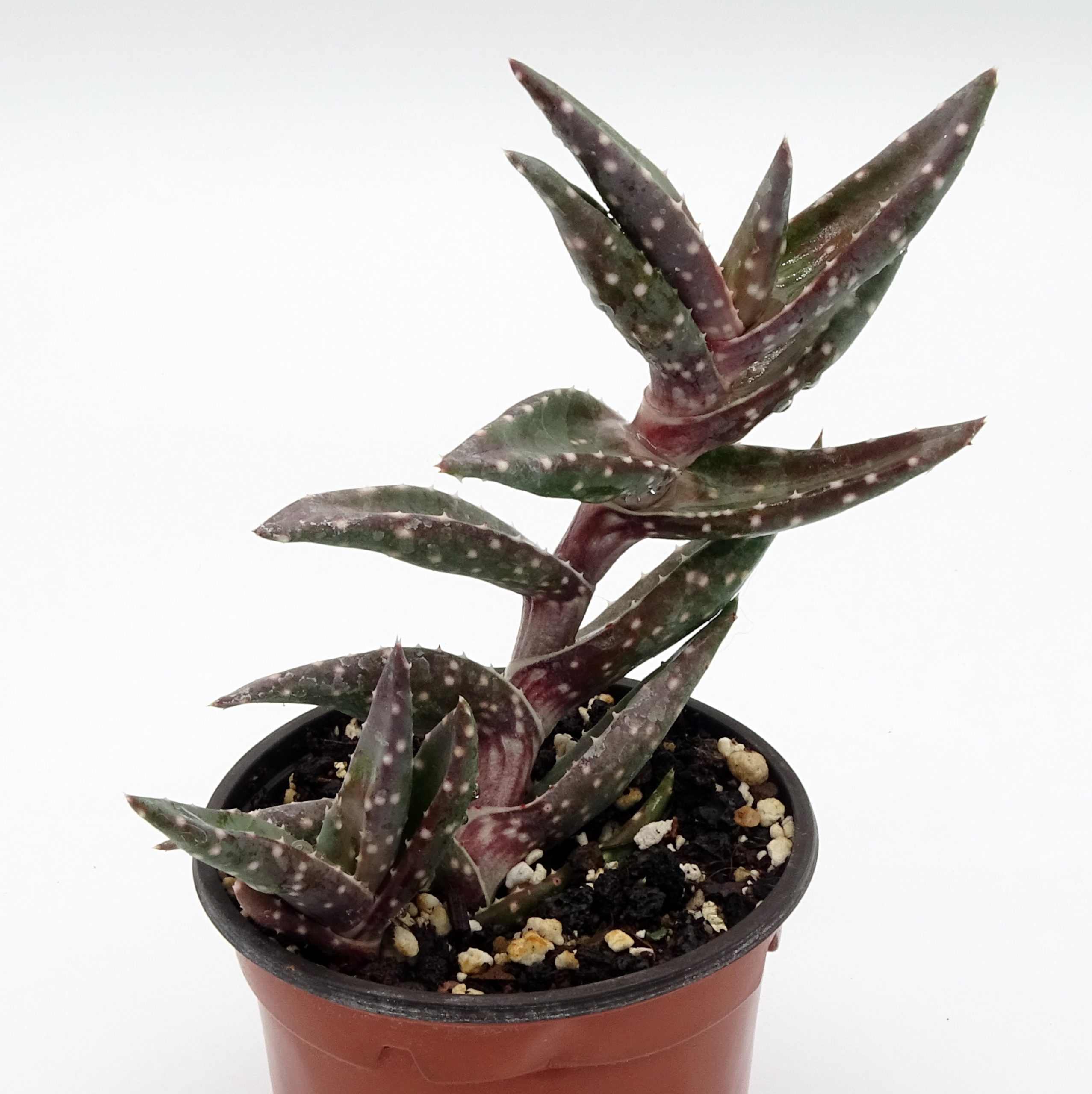 Aloe arenicola - Image 2