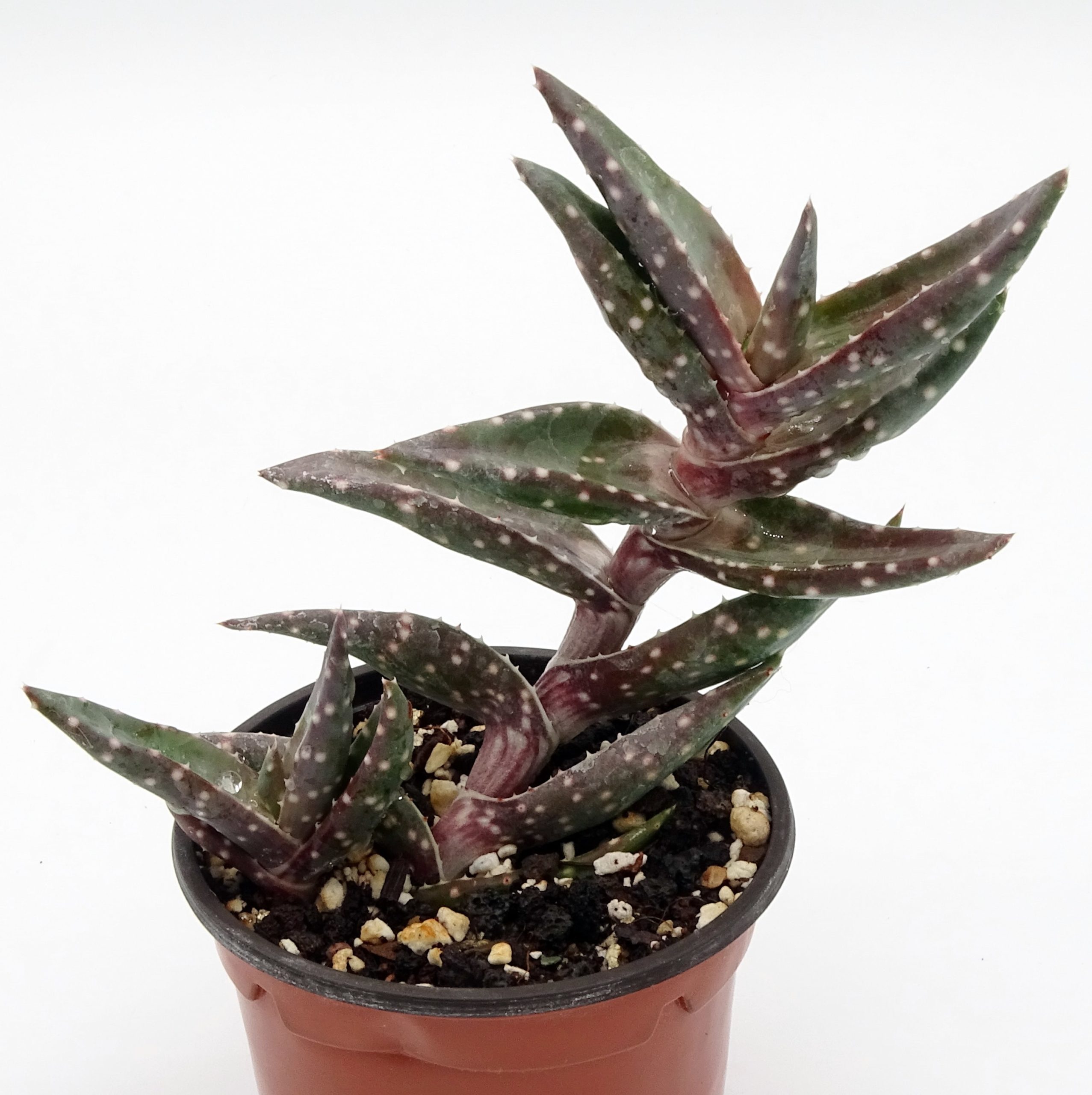 Aloe arenicola