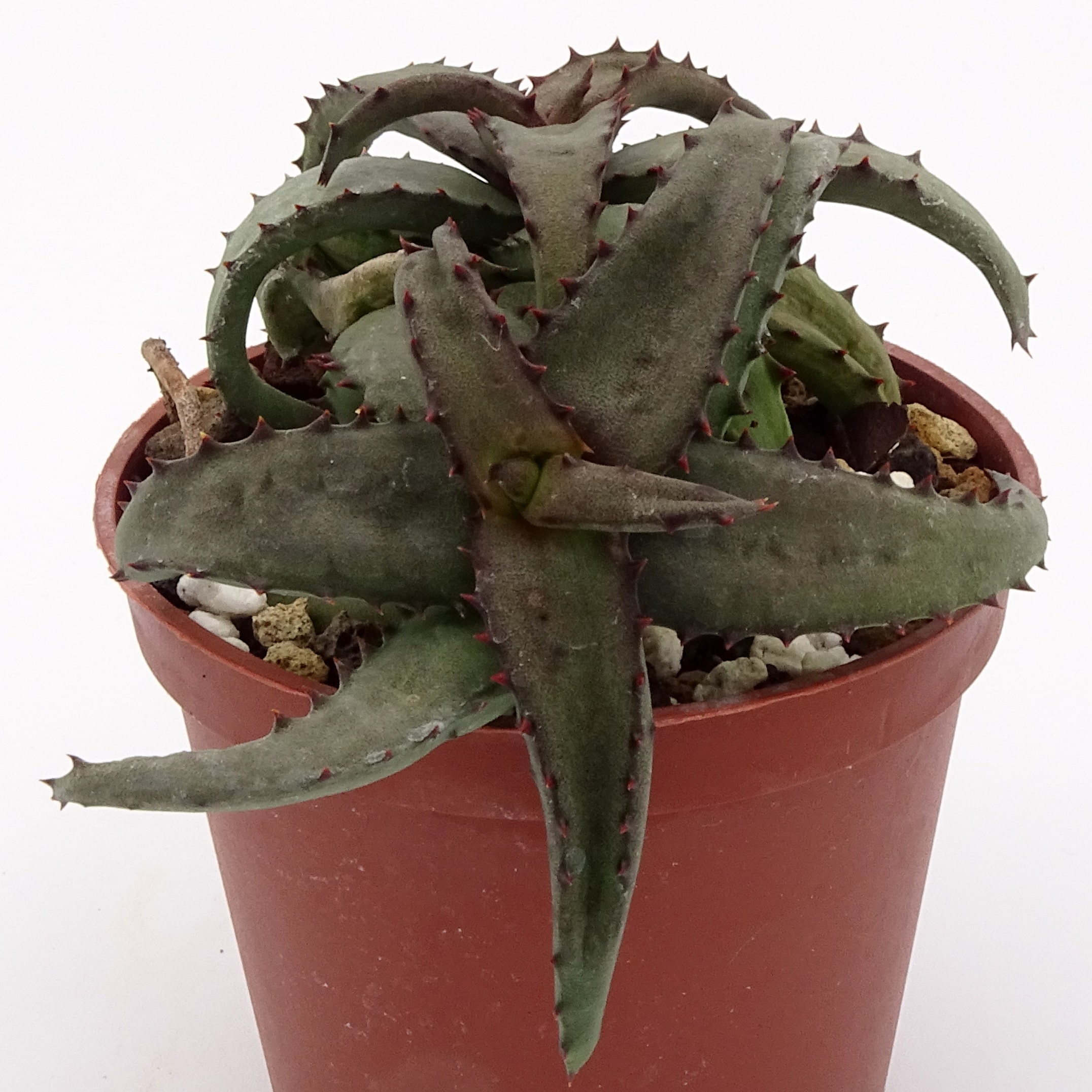 Aloe castilloniae (n.1) – Image 2