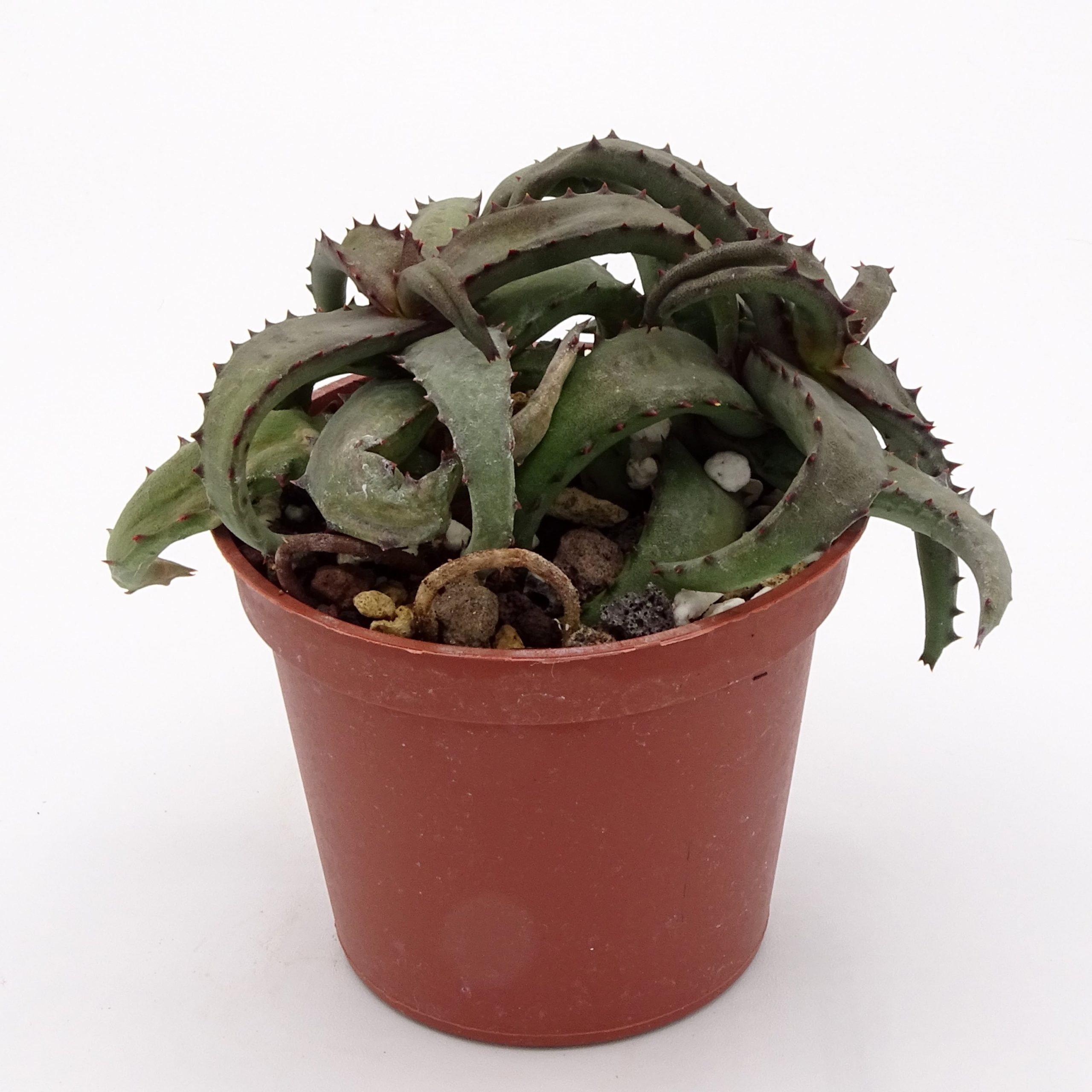 Aloe castilloniae (n.1) – Image 3
