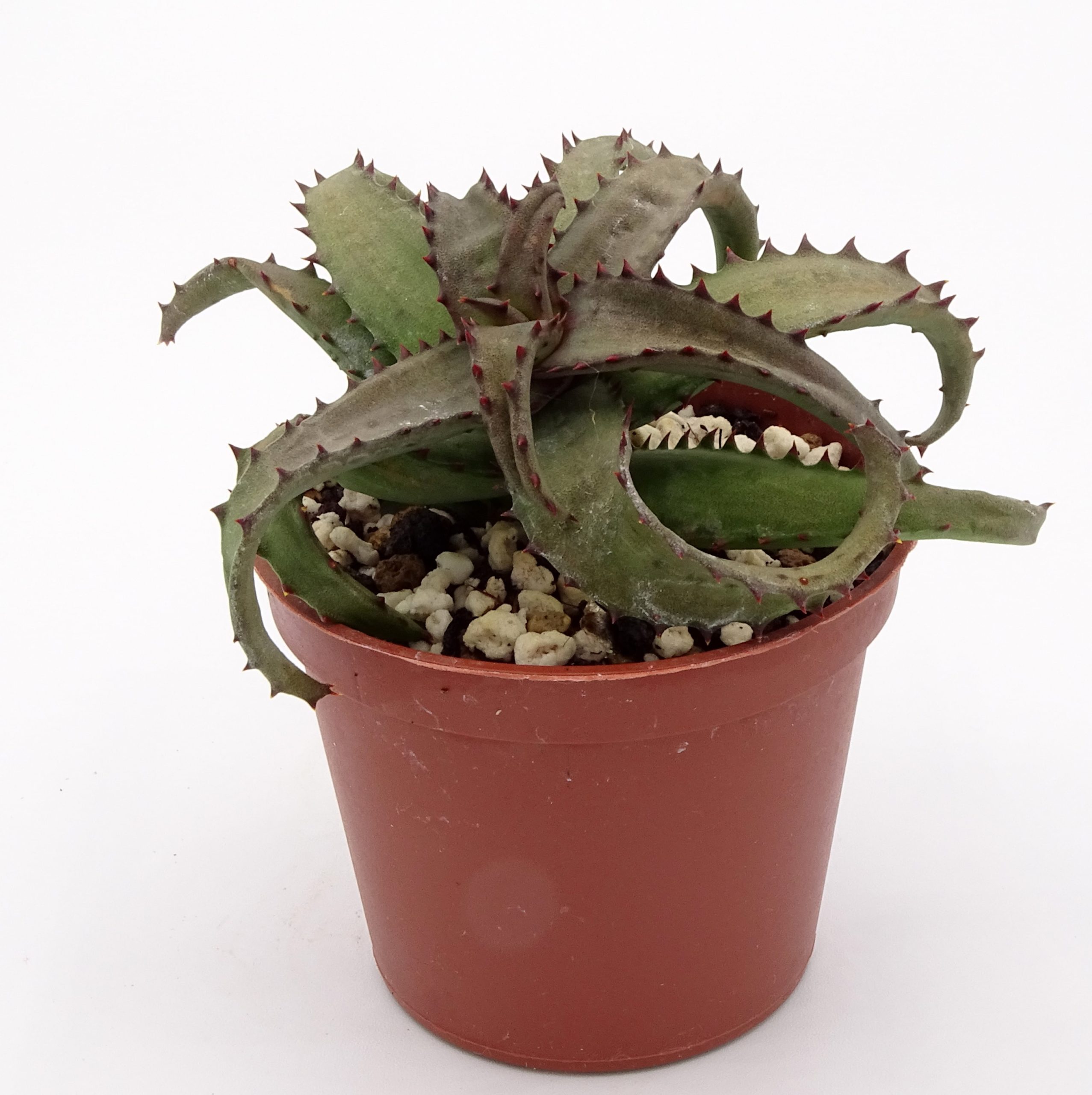 Aloe castilloniae (n.2)