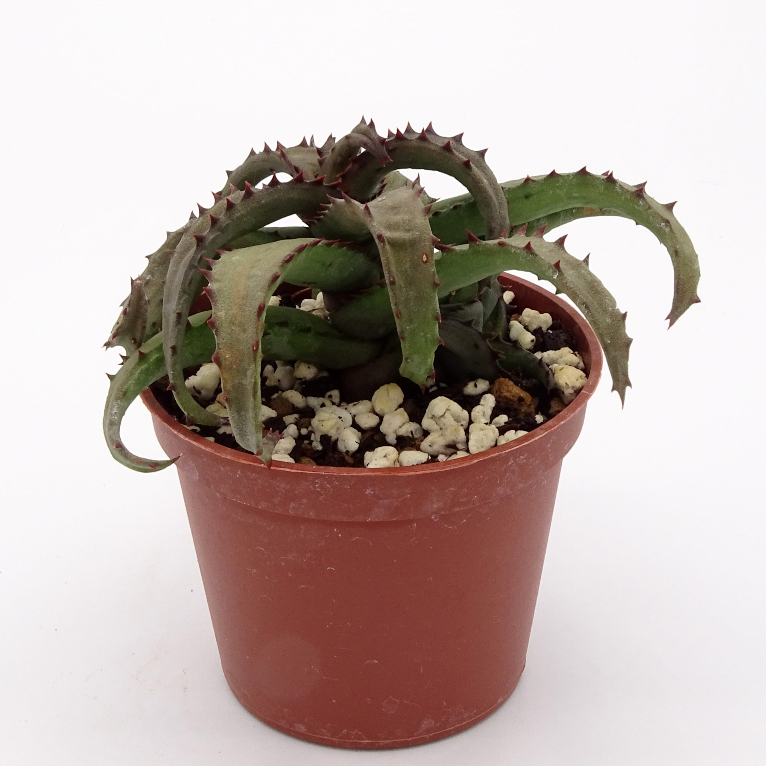 Aloe castilloniae (n.2) – Image 2