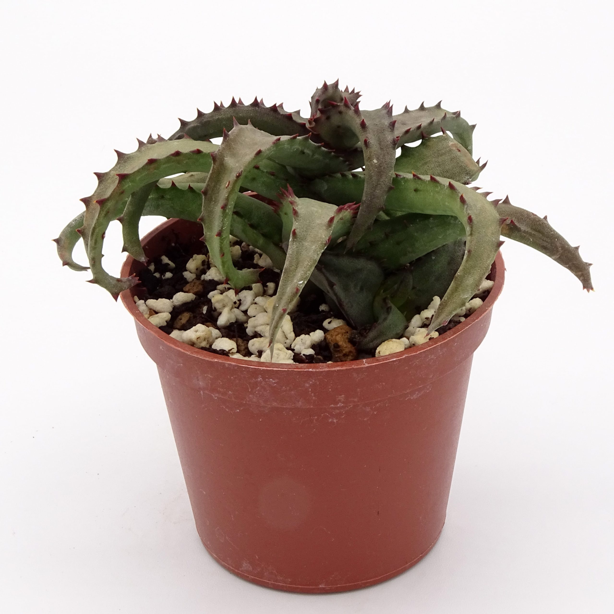 Aloe castilloniae (n.2) – Image 3